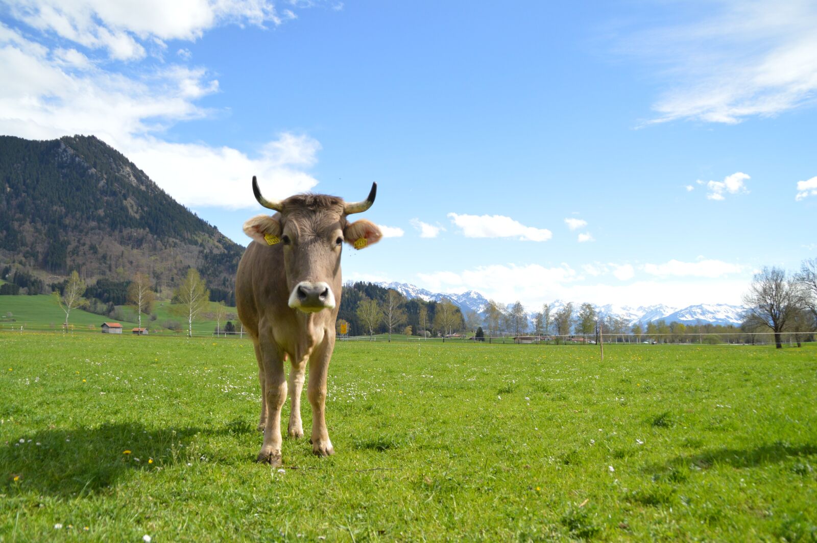 Nikon D3200 sample photo. Cow, brown swiss, pasture photography