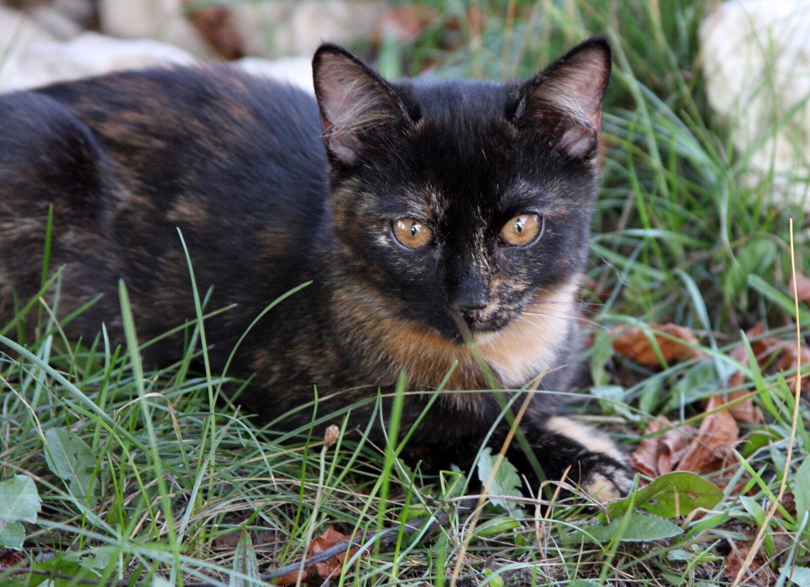 Canon EOS 40D sample photo. Cat, kitten, colorful photography