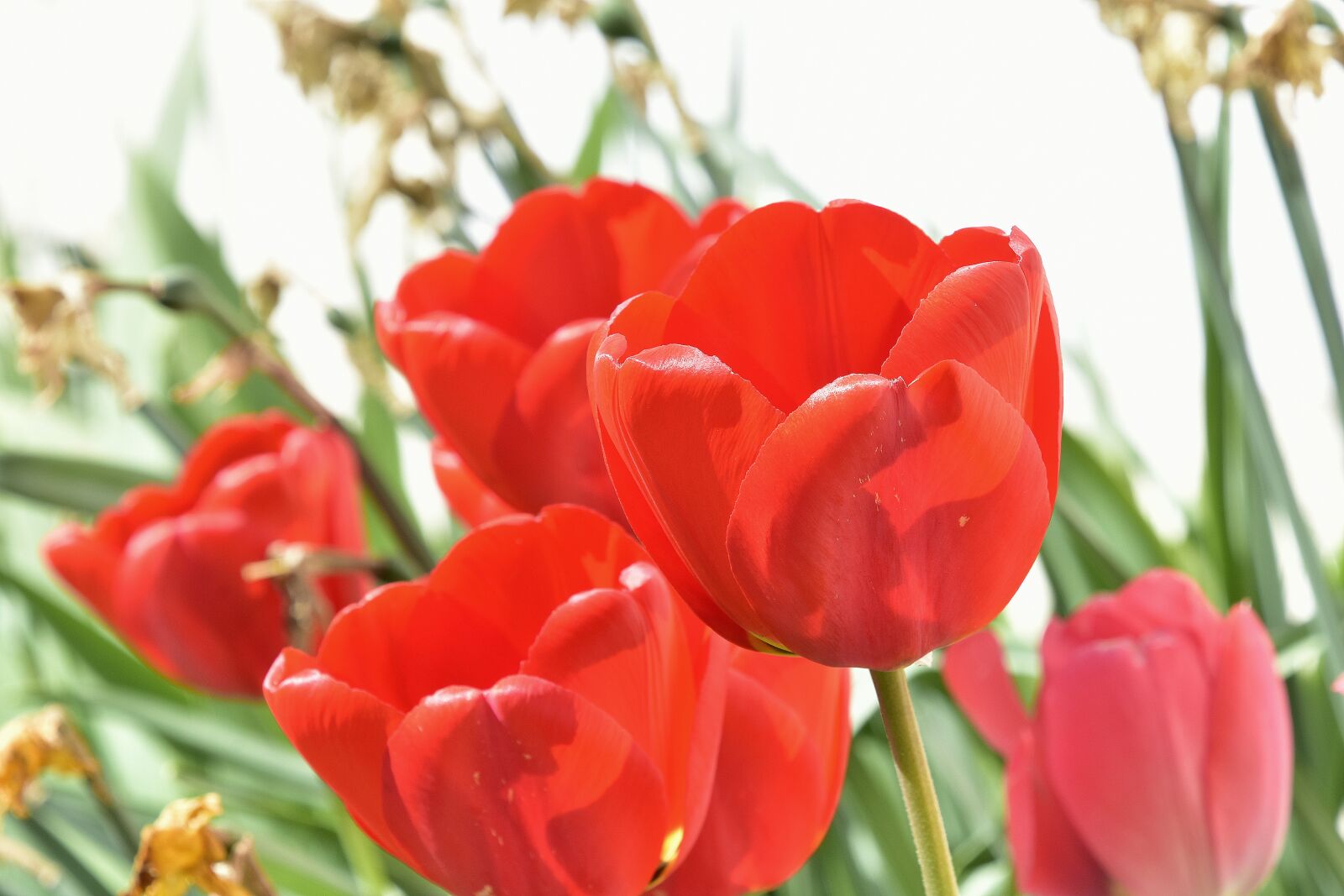 Nikon D7200 sample photo. Tulip, flower, flowers photography