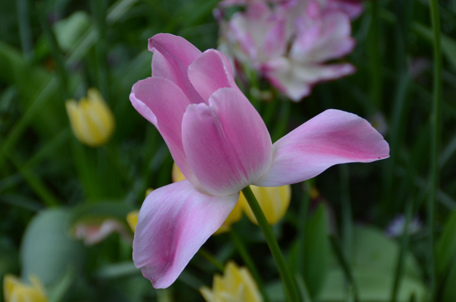 Nikon D5100 sample photo. Tulip, pink, spring photography
