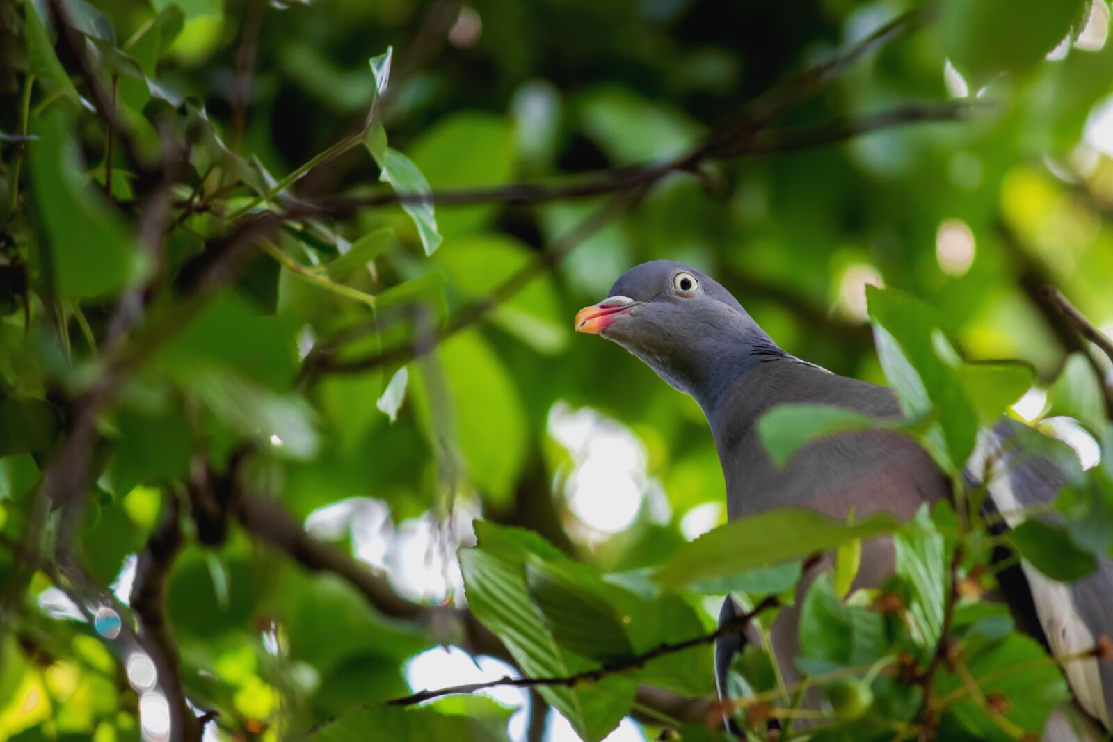 Canon EOS 600D (Rebel EOS T3i / EOS Kiss X5) sample photo. Dove, eye, green photography