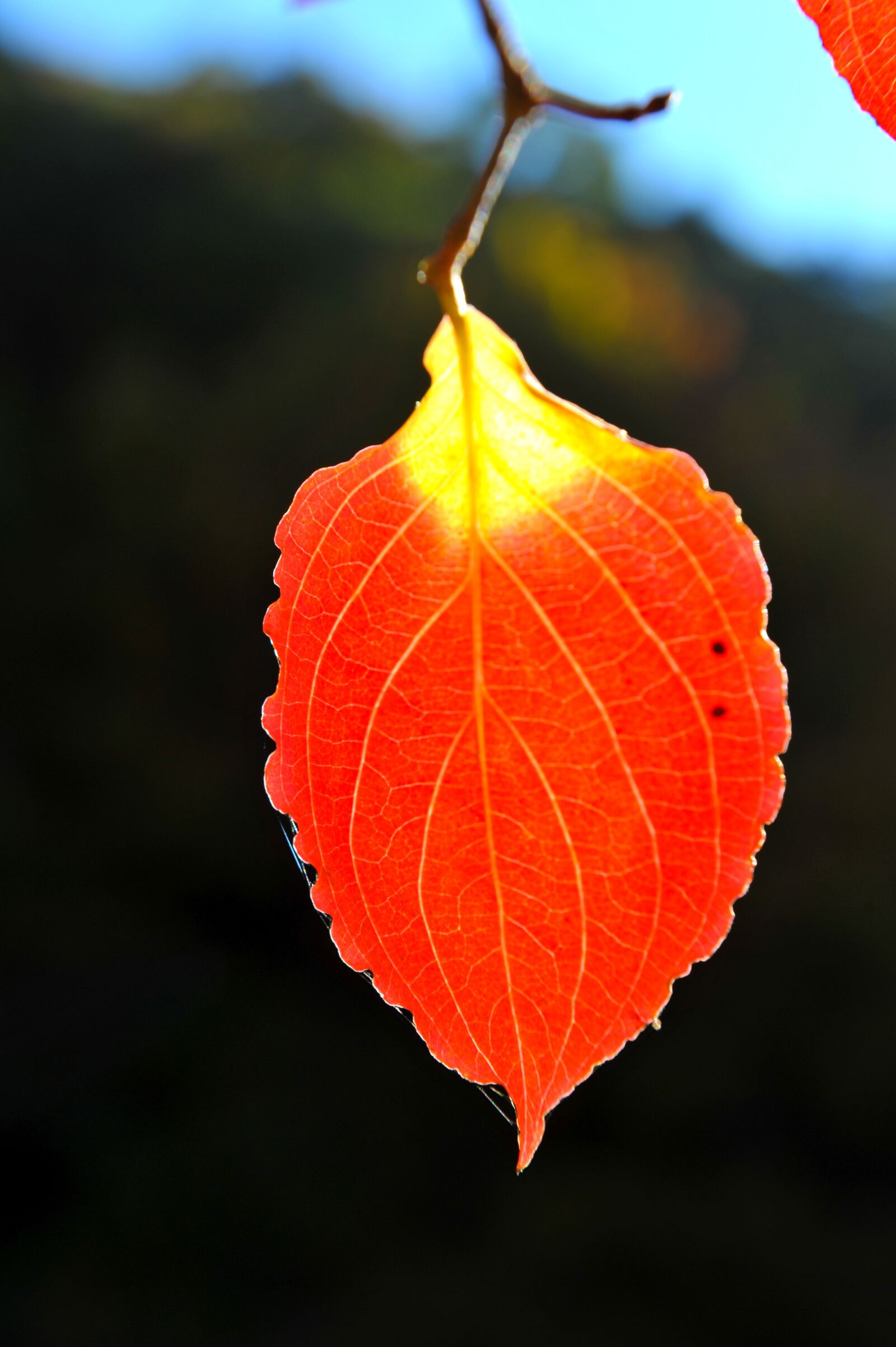 Nikon D3S sample photo. Jirisan's autumn, autumn leaves photography