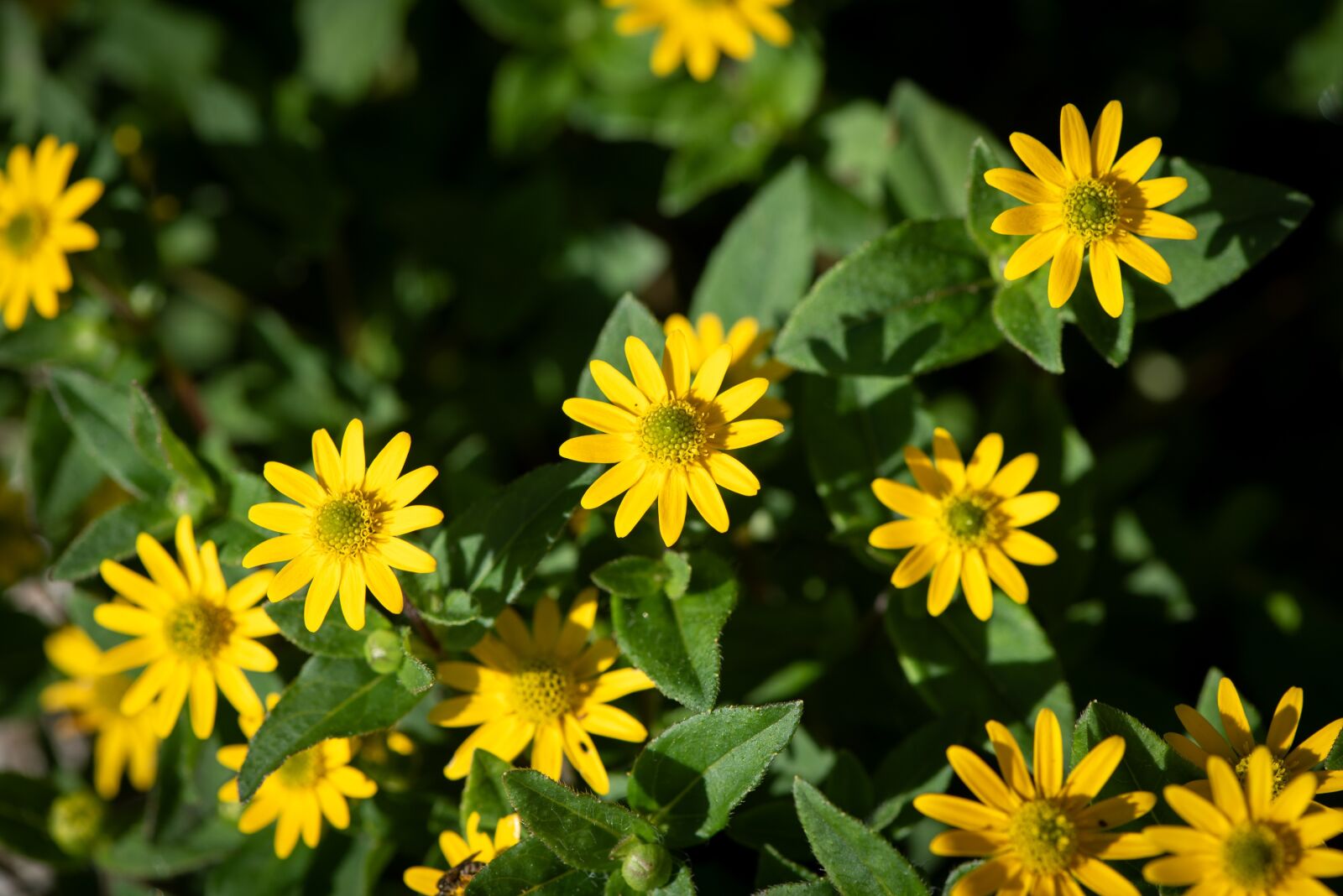 Nikon D750 sample photo. Hussars buttons, flowers, yellow photography