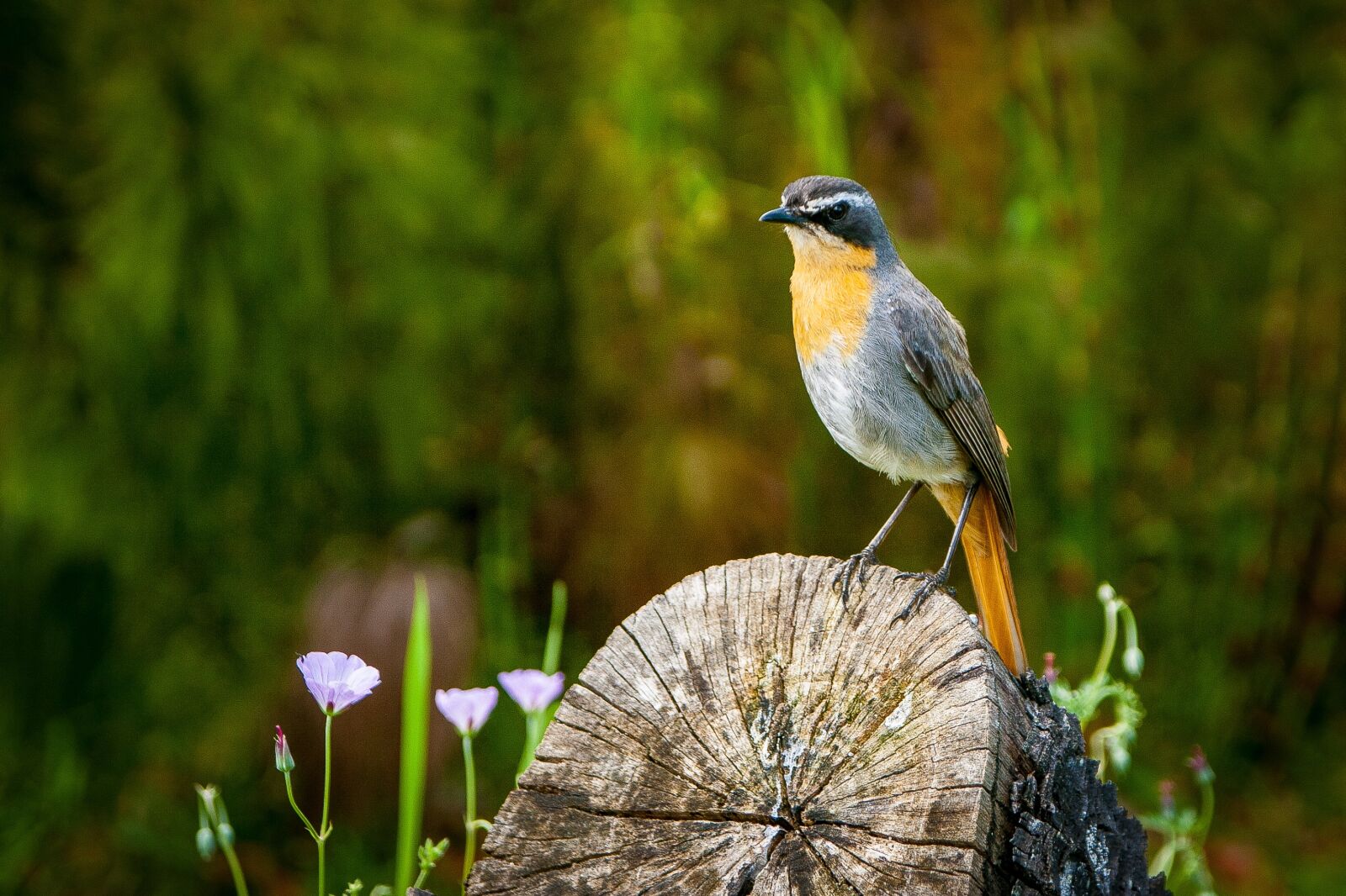 Canon EOS 1000D (EOS Digital Rebel XS / EOS Kiss F) sample photo. Bird, nature, green photography