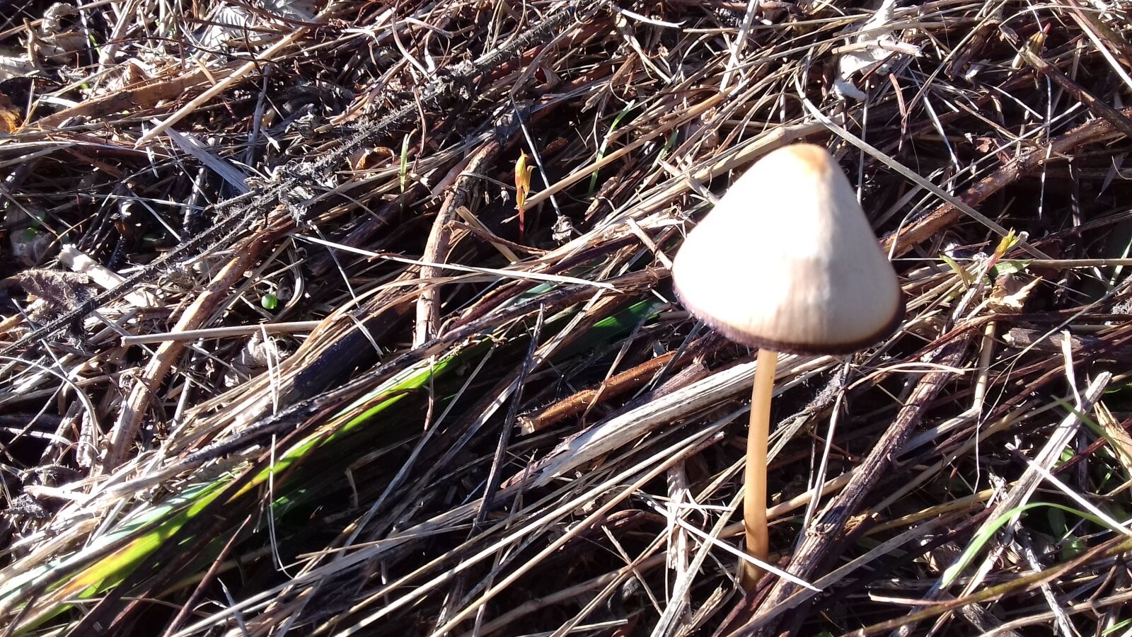 Samsung Galaxy J3(2016) sample photo. Dry, grass, mushroom photography