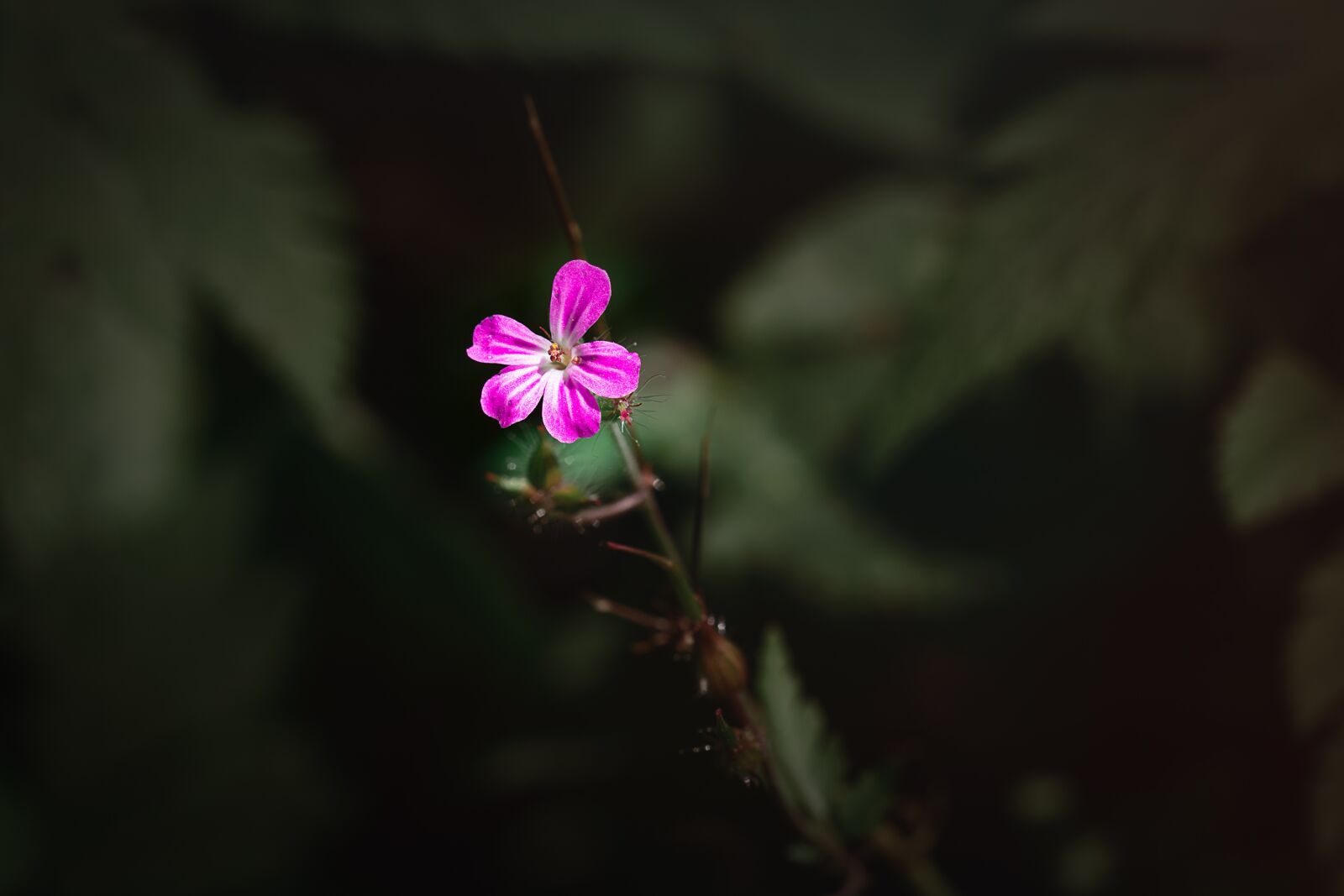 Nikon D7100 sample photo. Flower, small, small flower photography