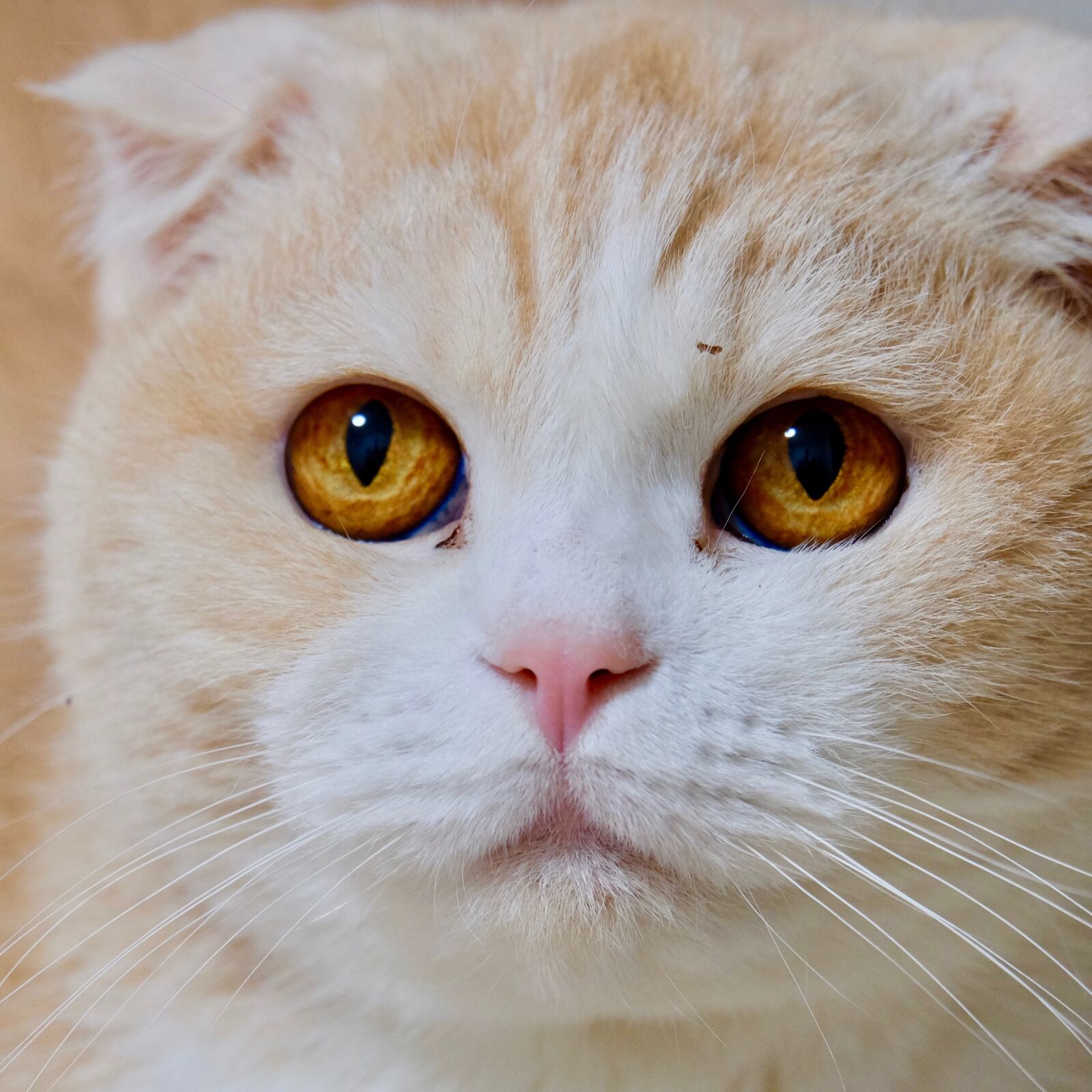 Fujifilm XF 55-200mm F3.5-4.8 R LM OIS sample photo. Cat, sottish hold, face photography