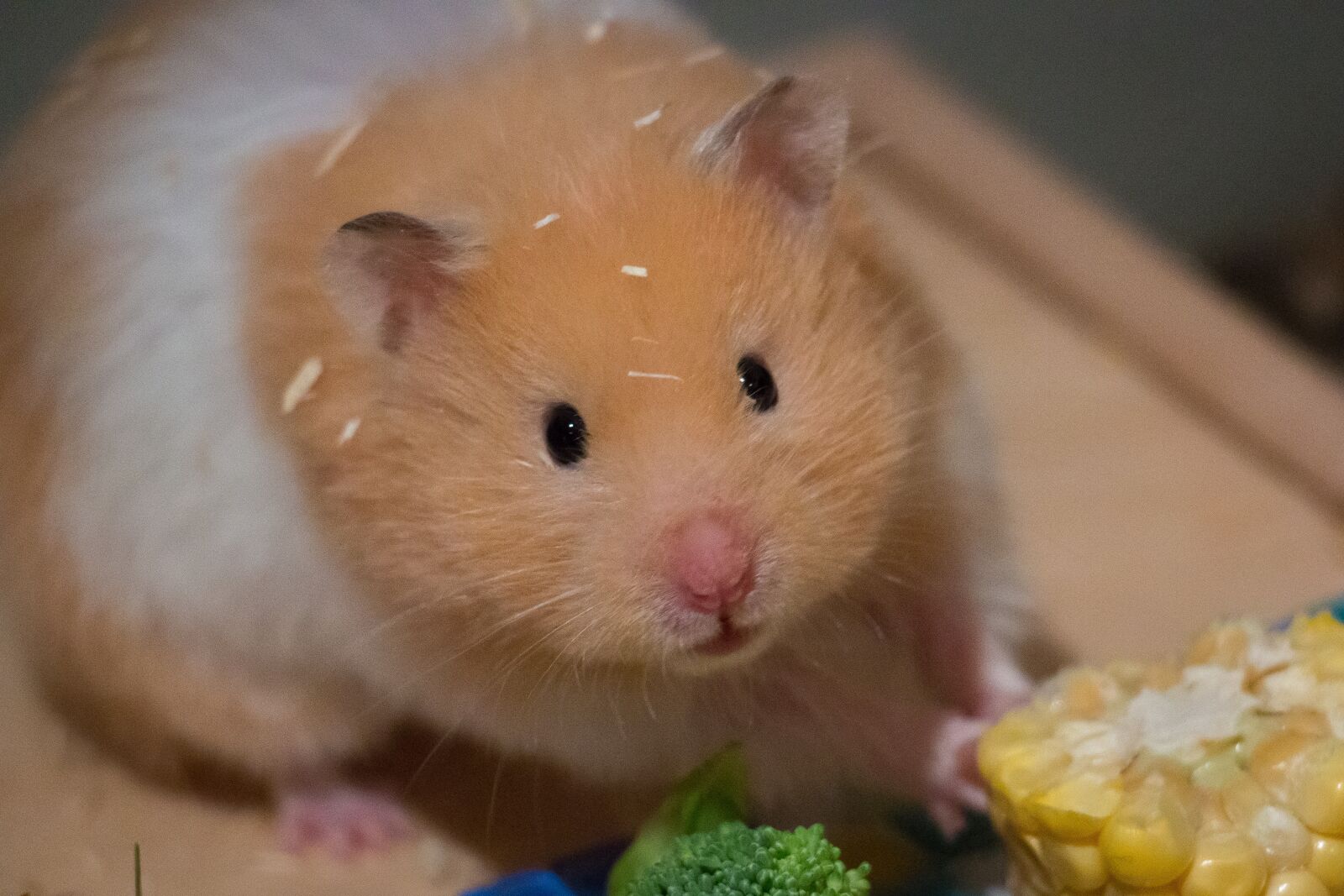 Canon EOS 70D sample photo. Cute, small, corn photography