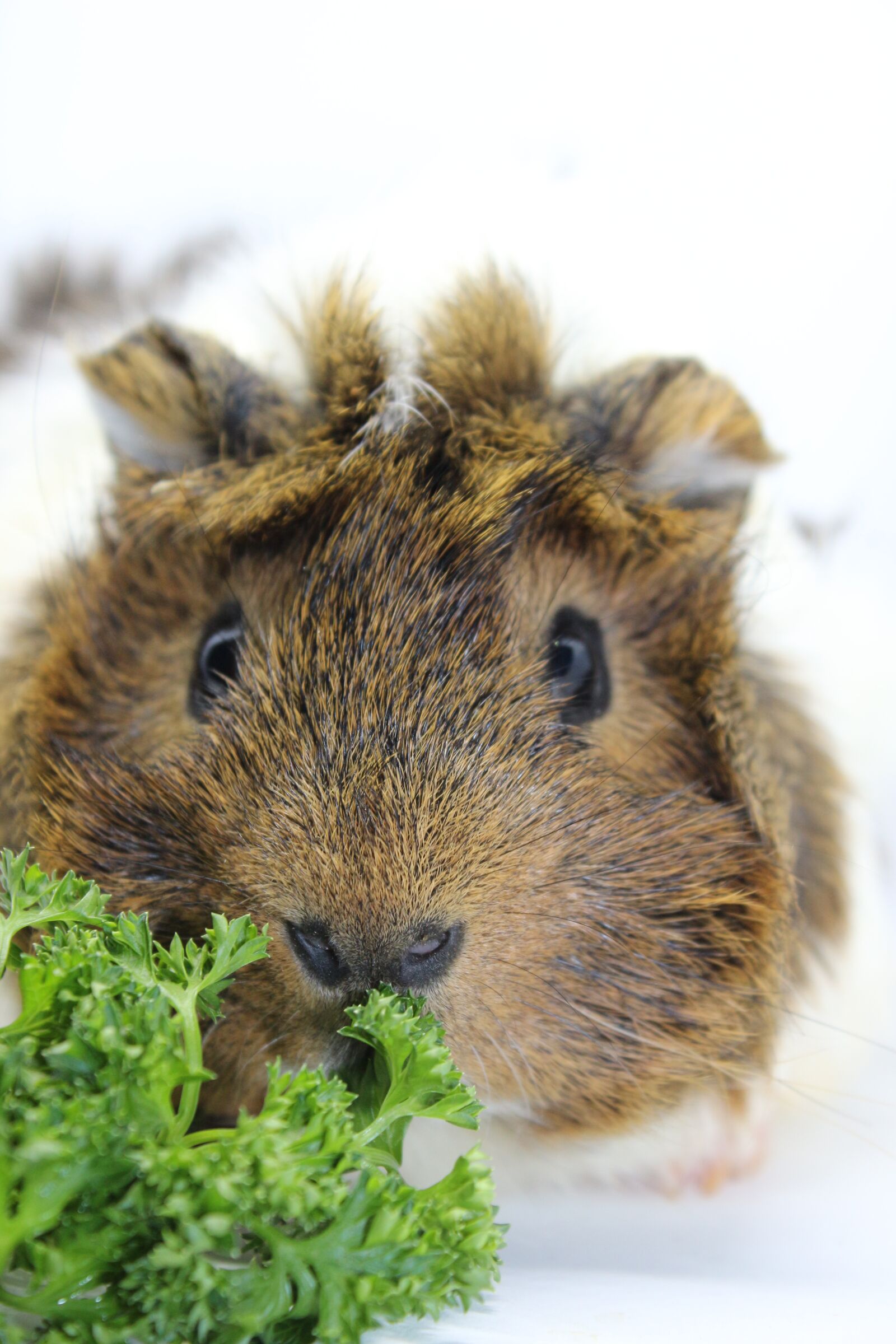 Canon EF-S 18-55mm F3.5-5.6 IS sample photo. Sea ​​pig, fur, close photography