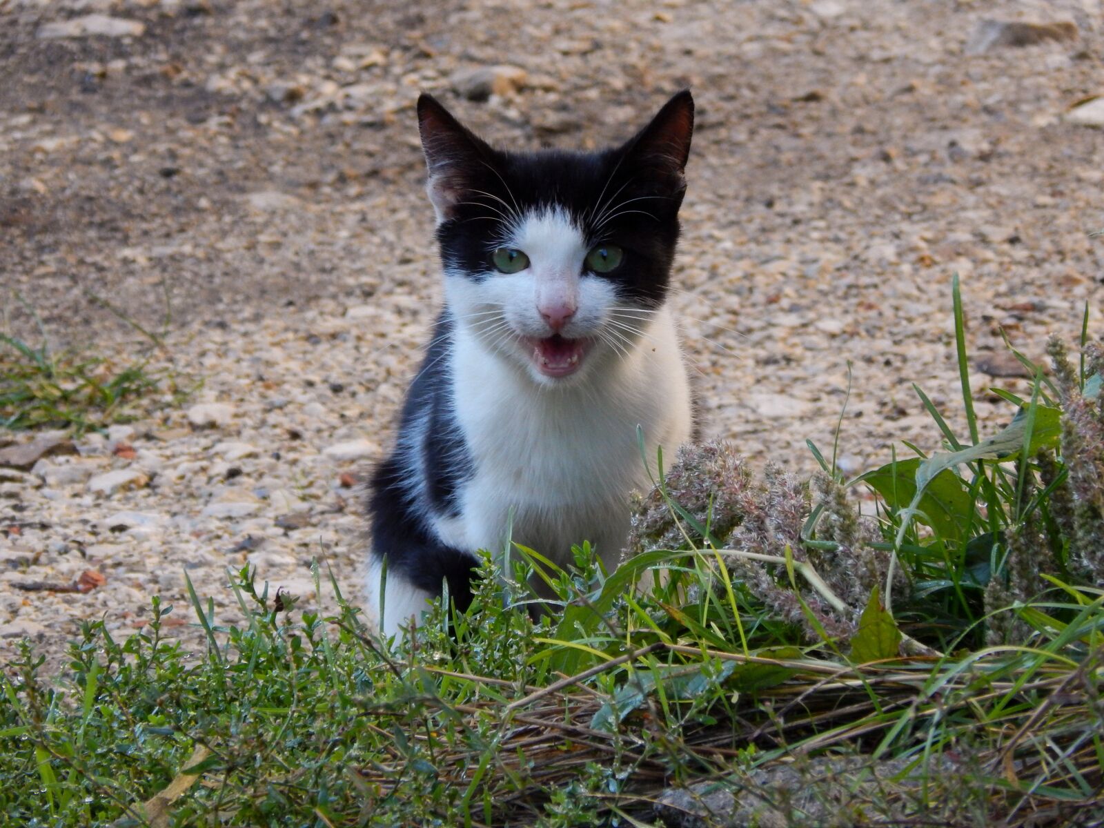 Nikon Coolpix L820 sample photo. Cat, the animals of photography