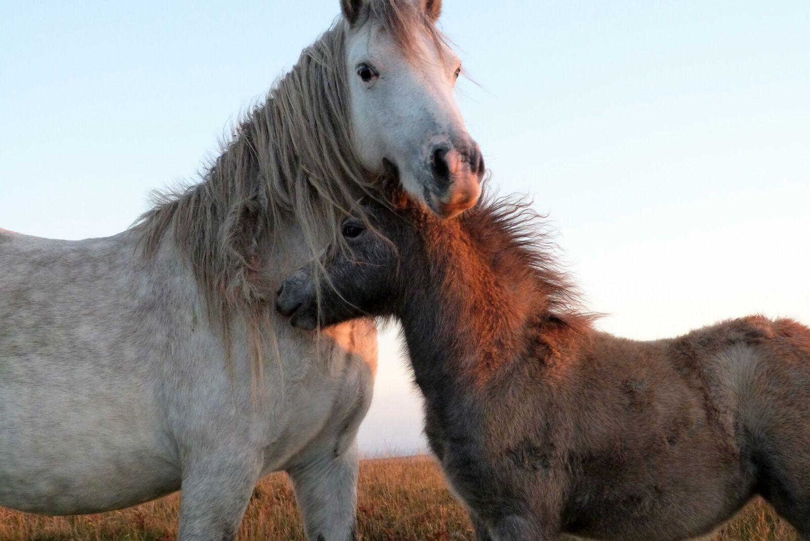 Panasonic Lumix DMC-FZ47 (Lumix DMC-FZ48) sample photo. Wild, horses, sunset photography