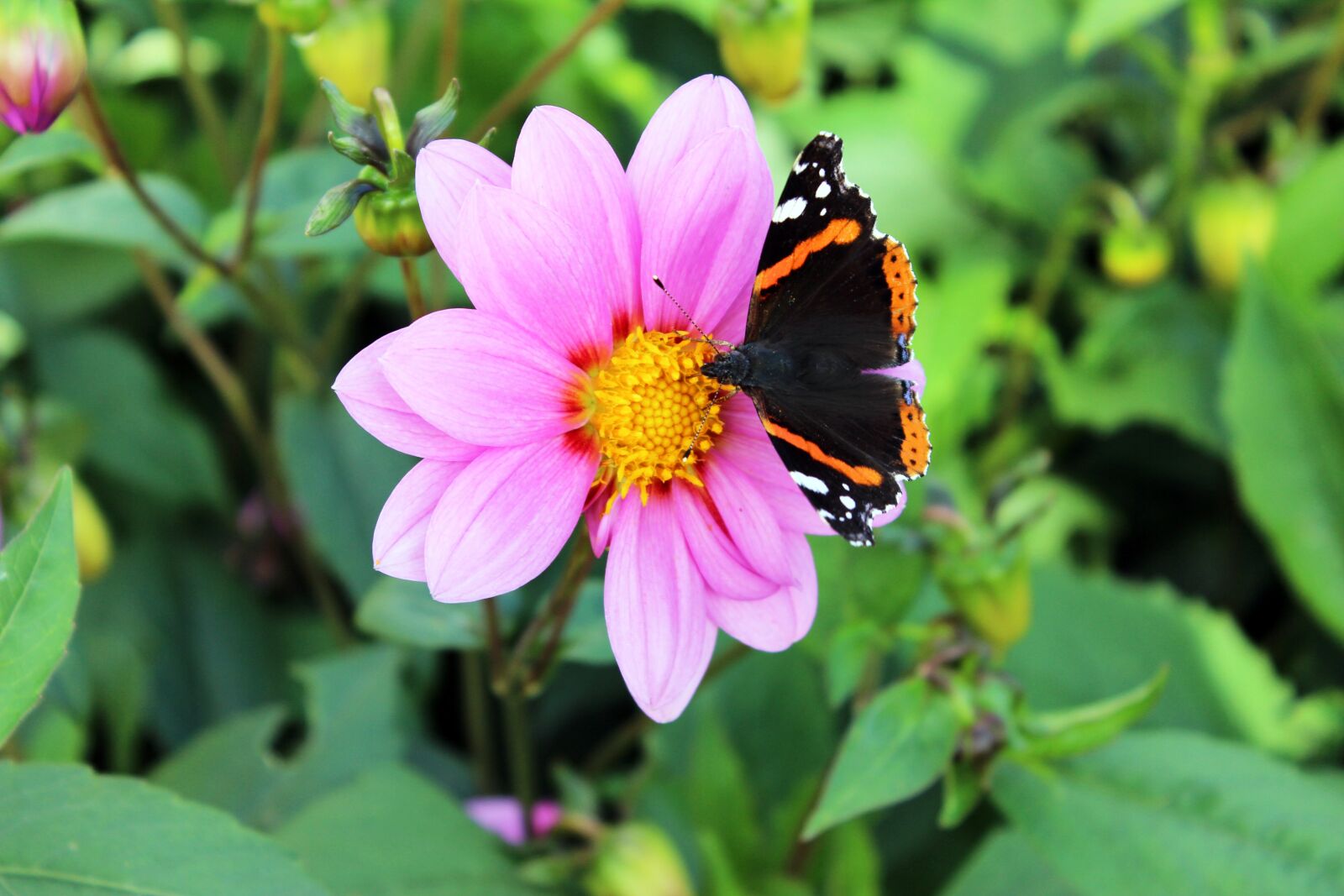 Canon EOS 600D (Rebel EOS T3i / EOS Kiss X5) sample photo. Natural, butterfly, summer photography