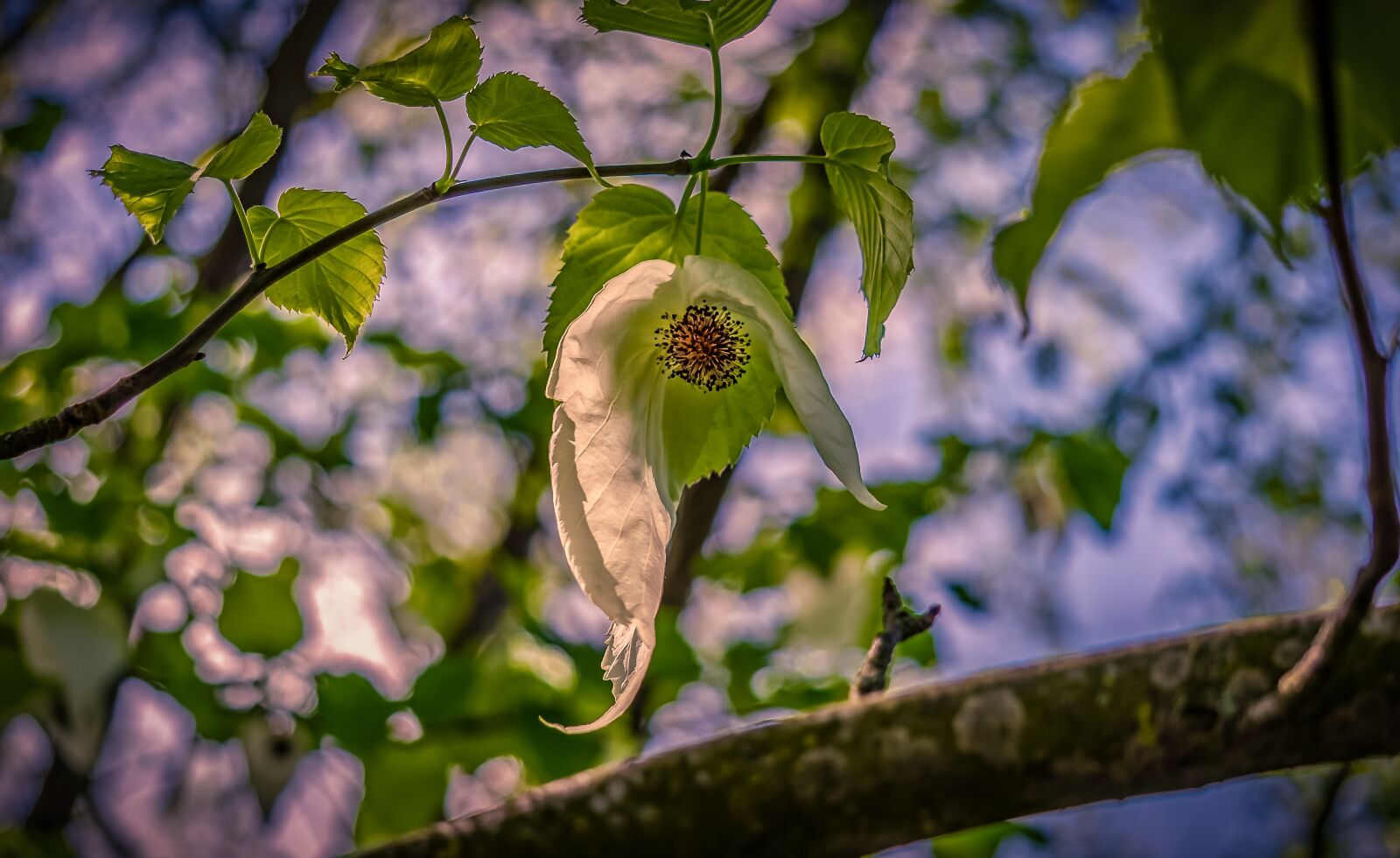 Sony E 55-210mm F4.5-6.3 OSS sample photo. Handkerchief tree, blossom, bloom photography