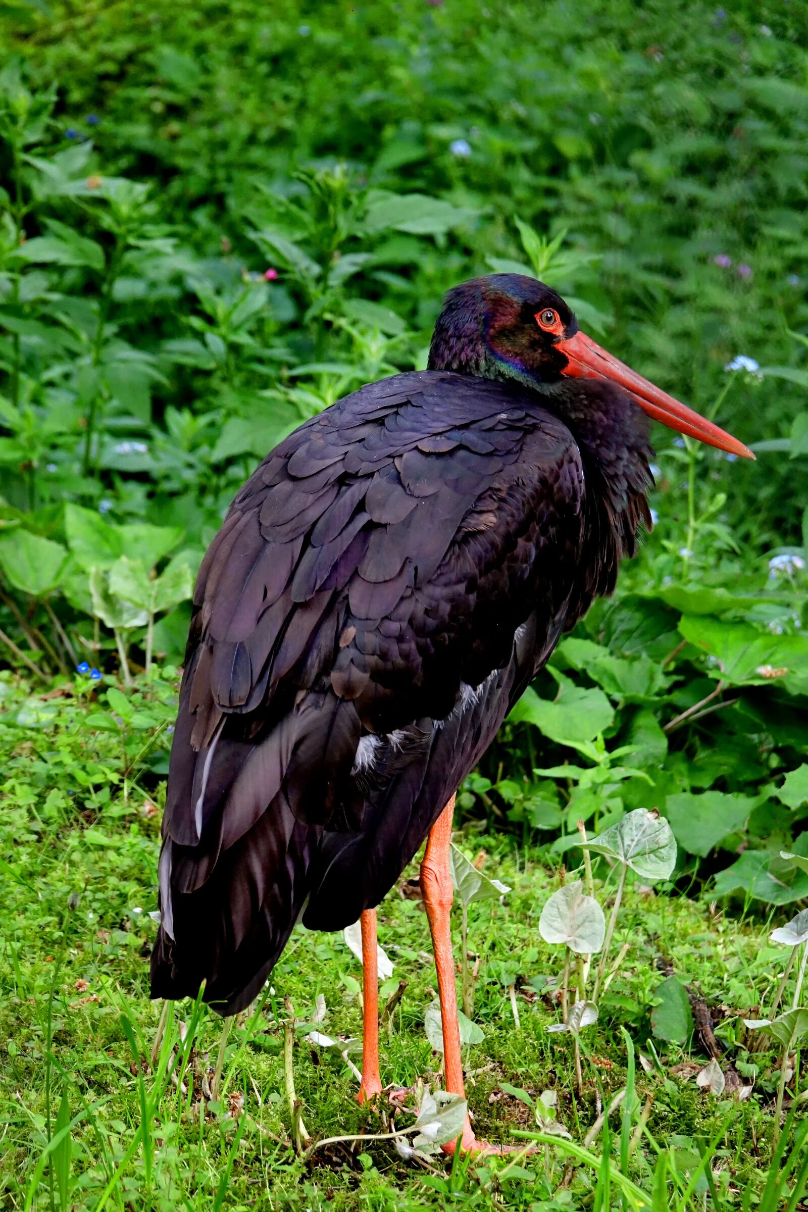 Sony Cyber-shot DSC-RX10 III sample photo. Bird, stork, black stork photography