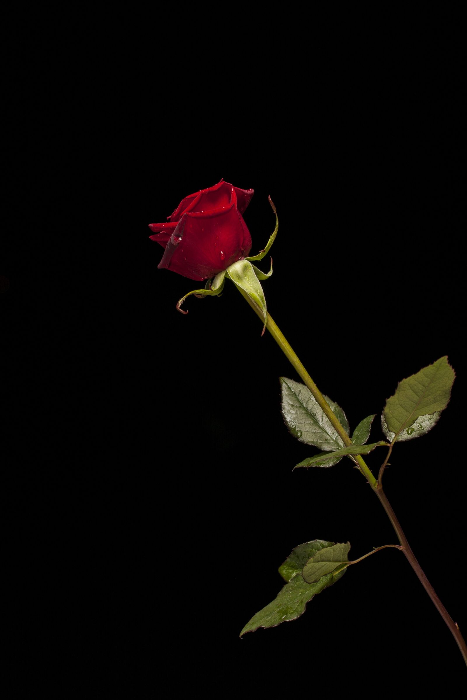 Canon EOS 40D + Canon EF-S 60mm F2.8 Macro USM sample photo. Rose, red, flower photography