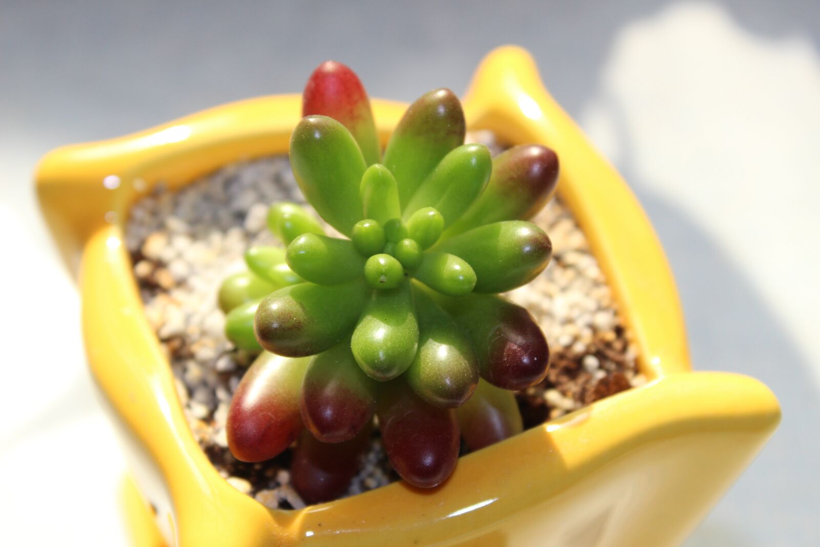 Canon EOS 600D (Rebel EOS T3i / EOS Kiss X5) sample photo. Plant, potted plants, color photography
