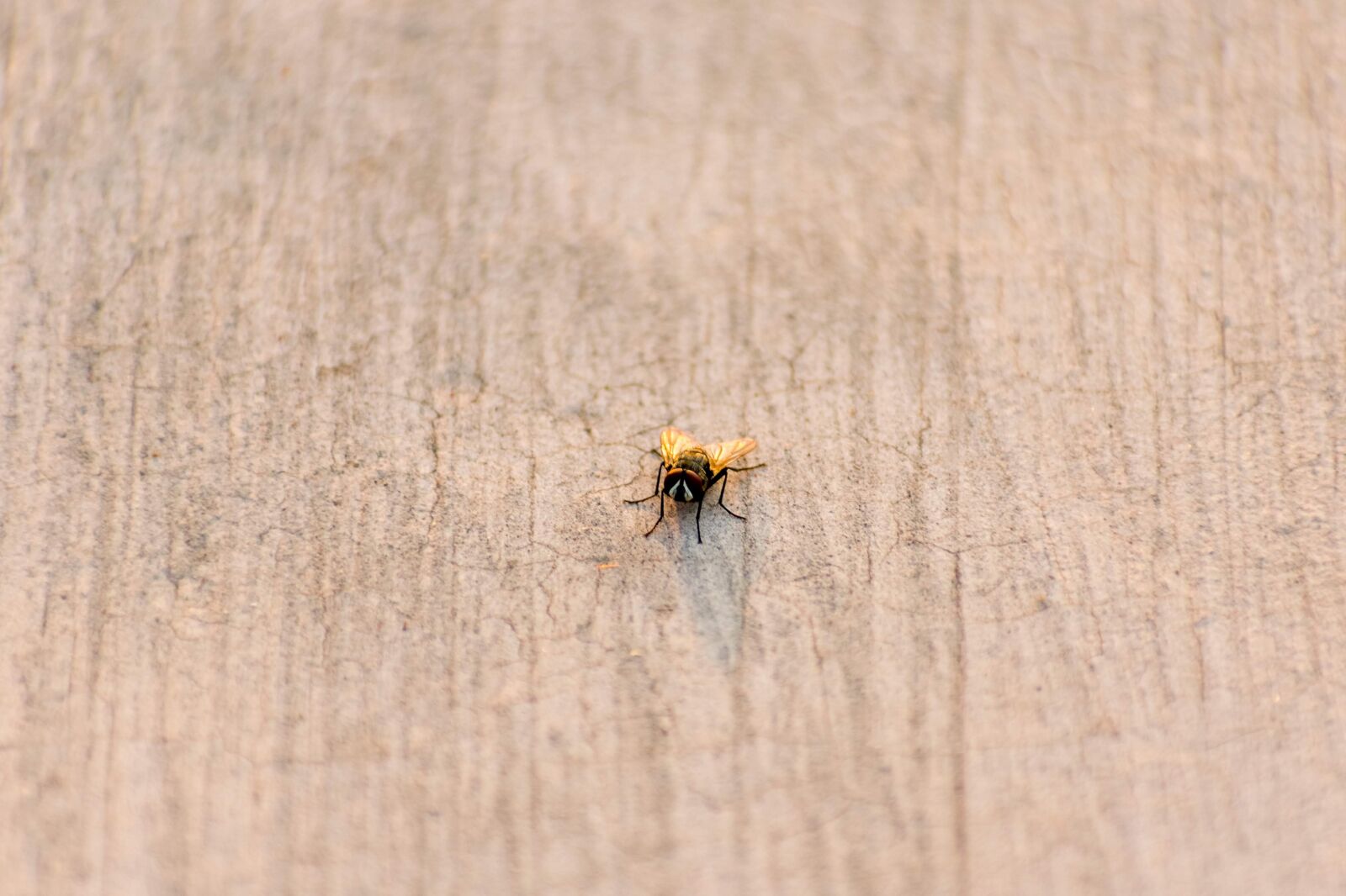 Nikon D3400 sample photo. House fly, bug, fly photography