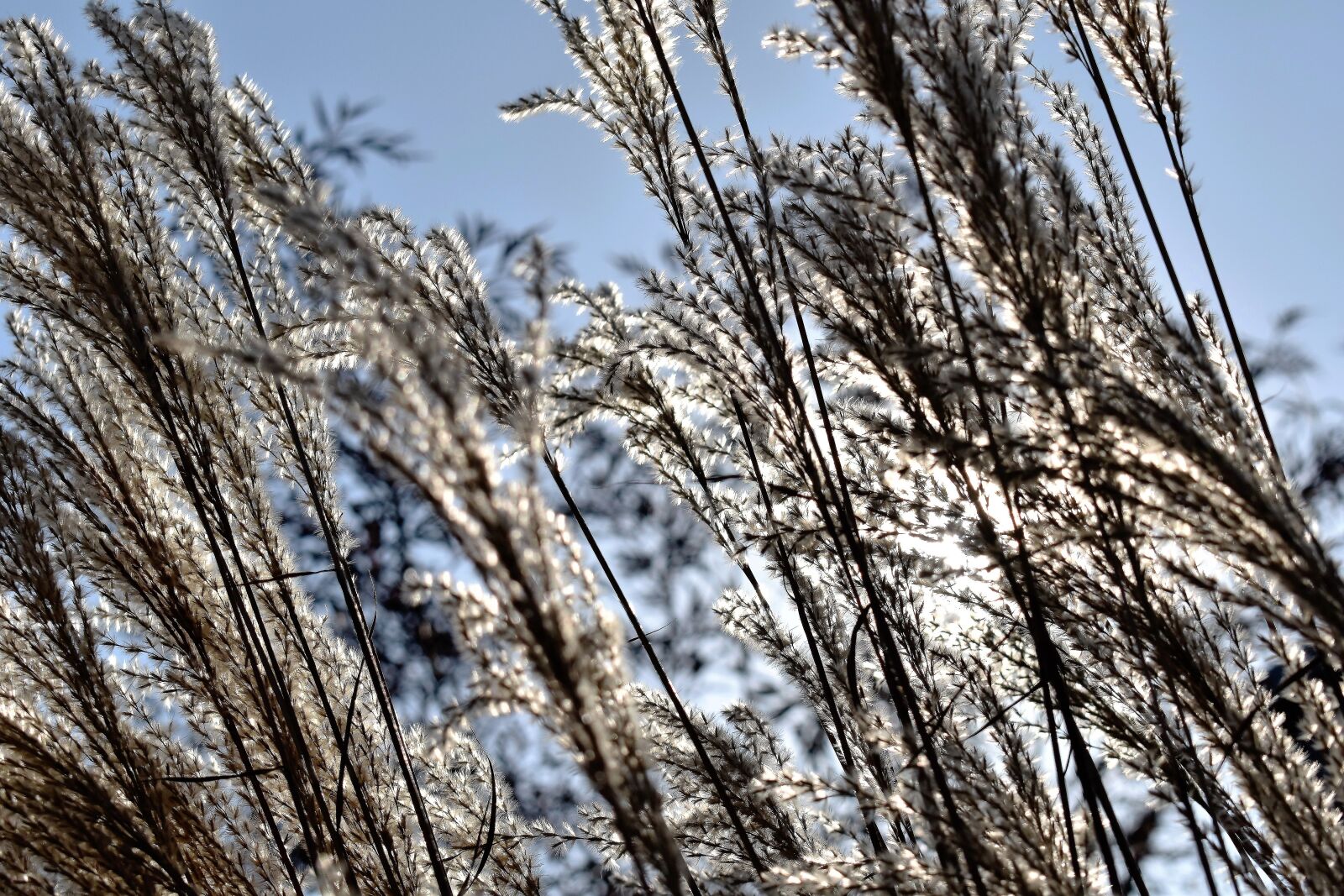 Nikon D5500 sample photo. Grass, grasses, nature photography
