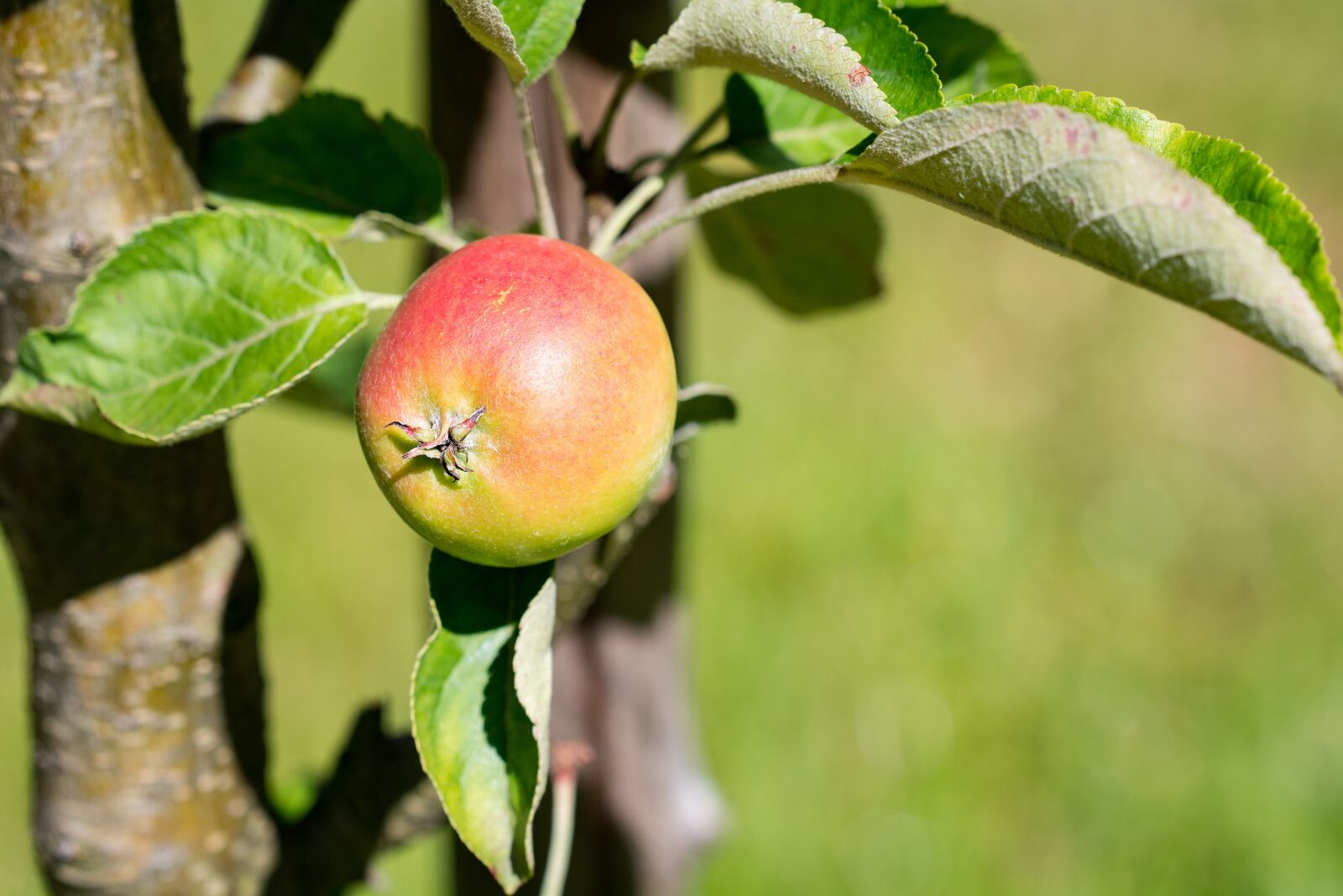 Nikon D7100 sample photo. Apple, bio, bio apple photography