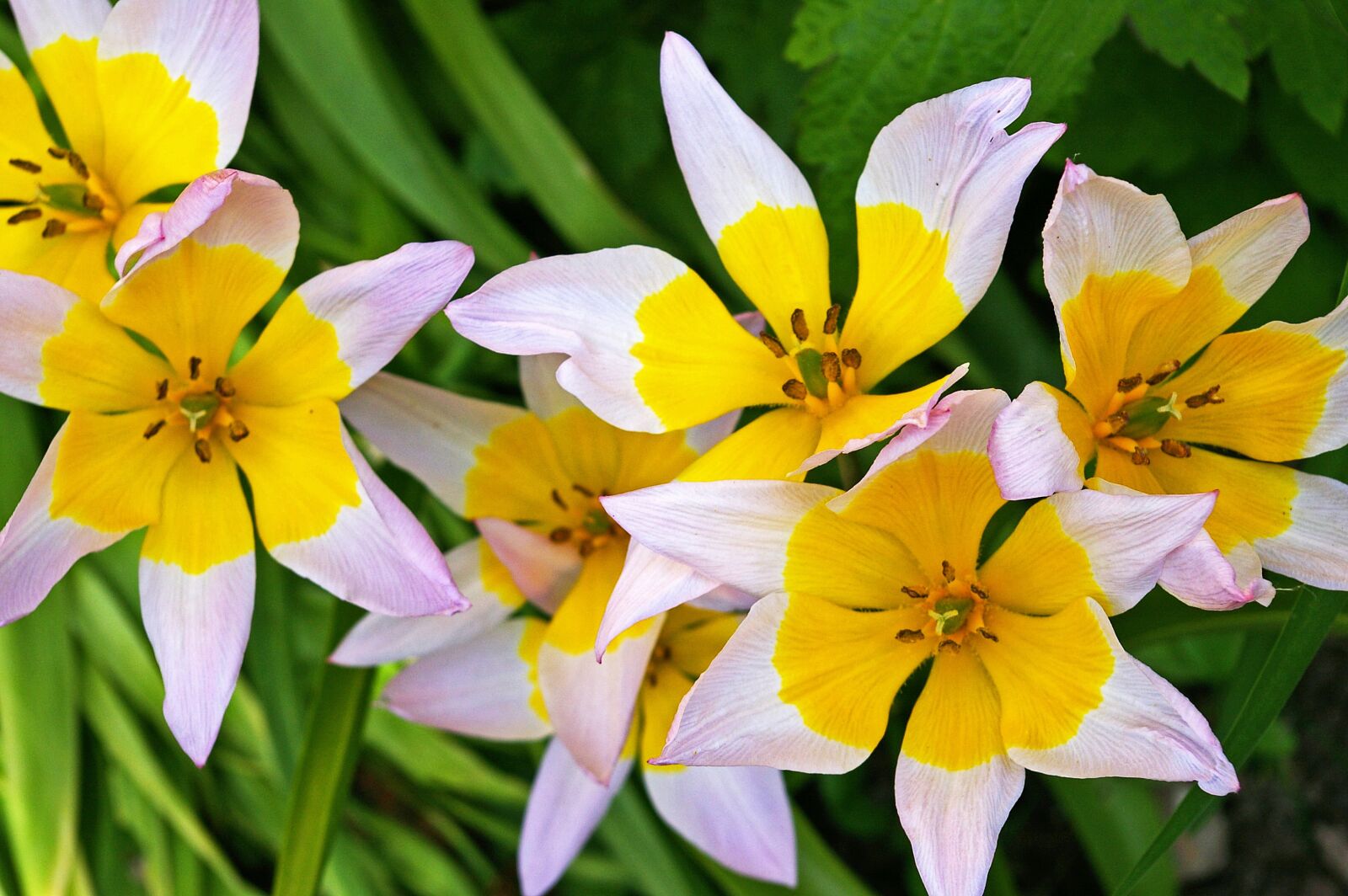 Pentax *ist DL2 sample photo. Tulips, yellow tumor, bicolor photography
