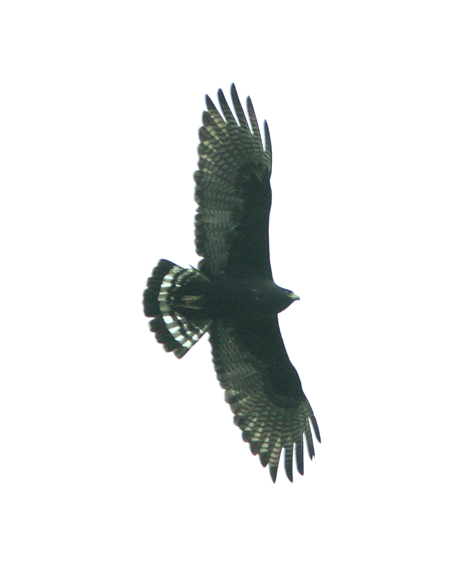 Canon EF 300mm F4L IS USM sample photo