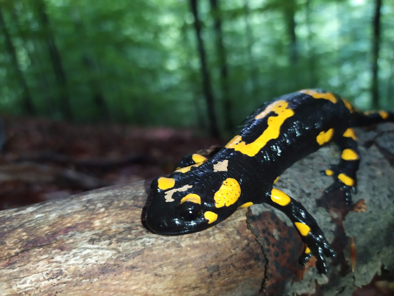 Xiaomi Redmi Note 7 sample photo. Amphibians, salamander, fire salamander photography