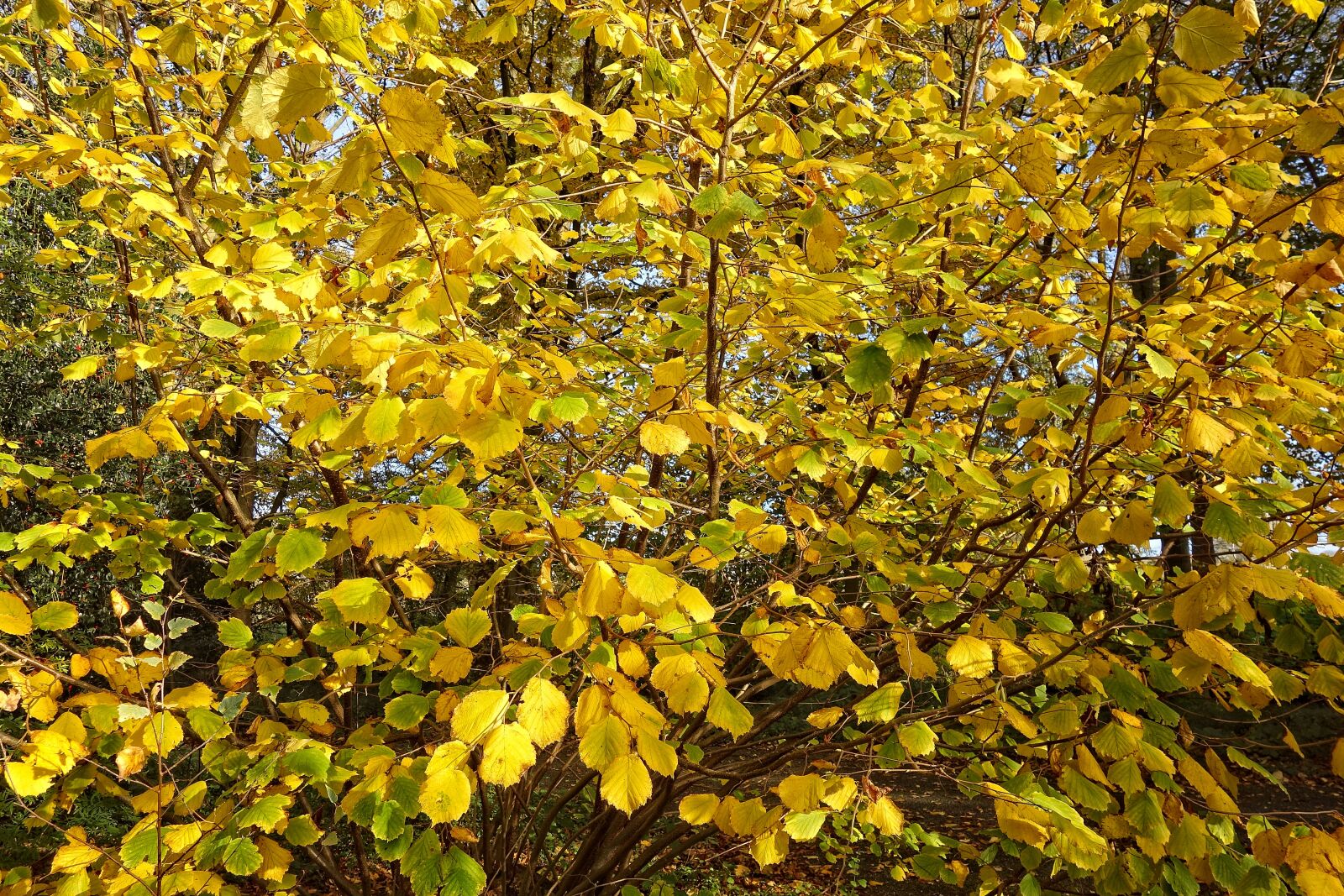 Sony Cyber-shot DSC-RX100 sample photo. Tree, leaves, foliage photography