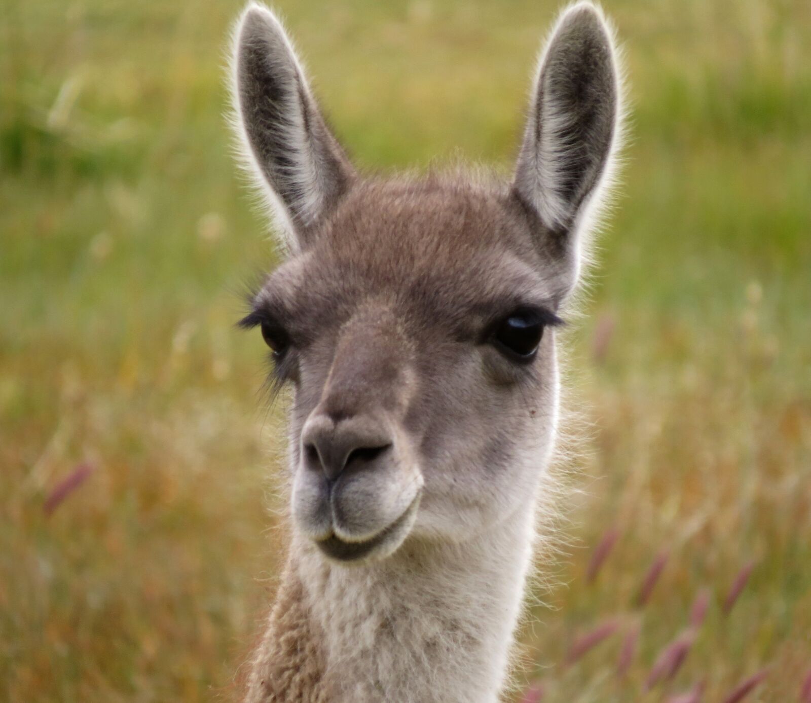 Canon PowerShot SX50 HS sample photo. Guanaco, nature, beautiful photography