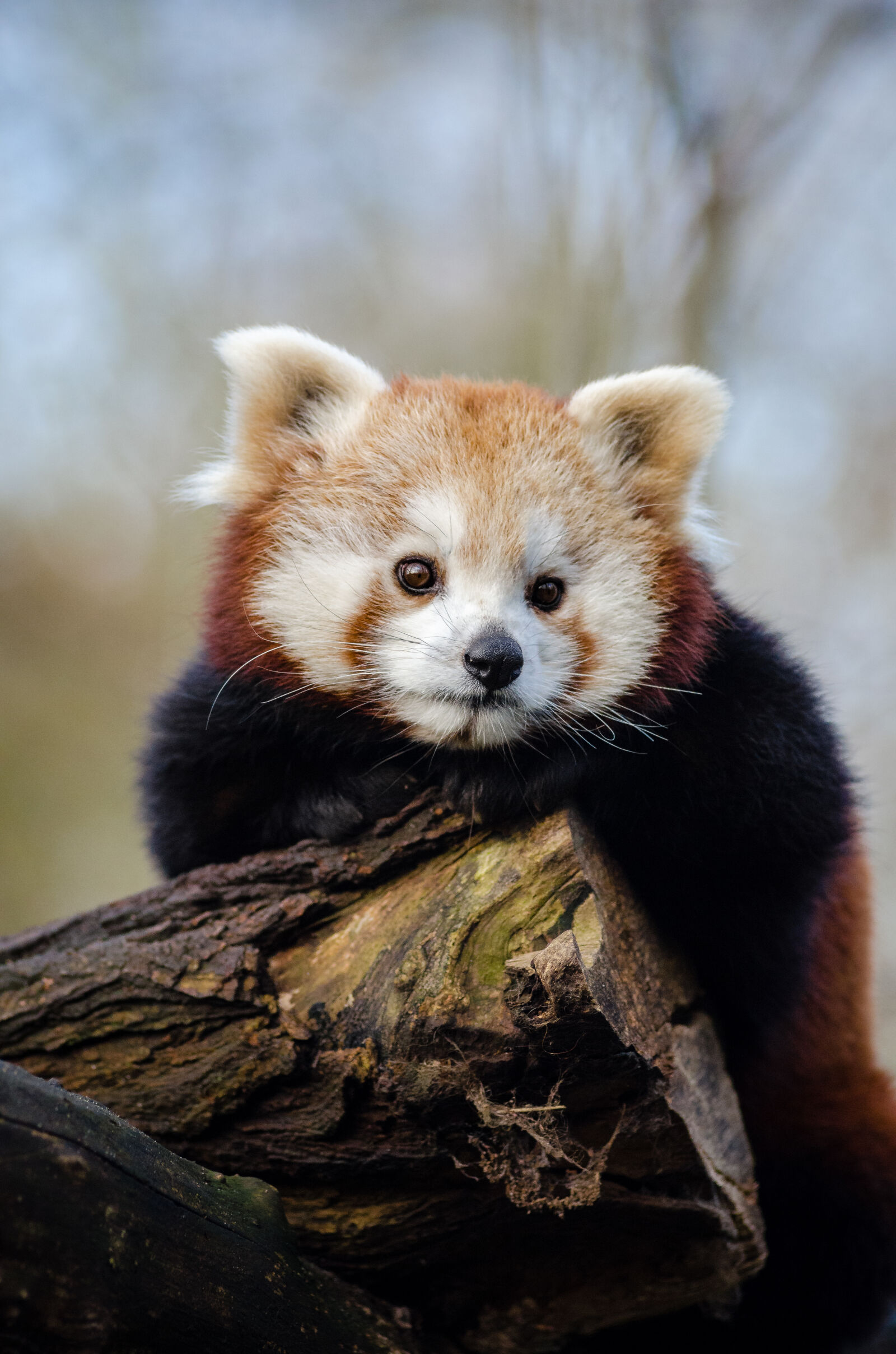 AF Zoom-Nikkor 80-200mm f/2.8 ED sample photo