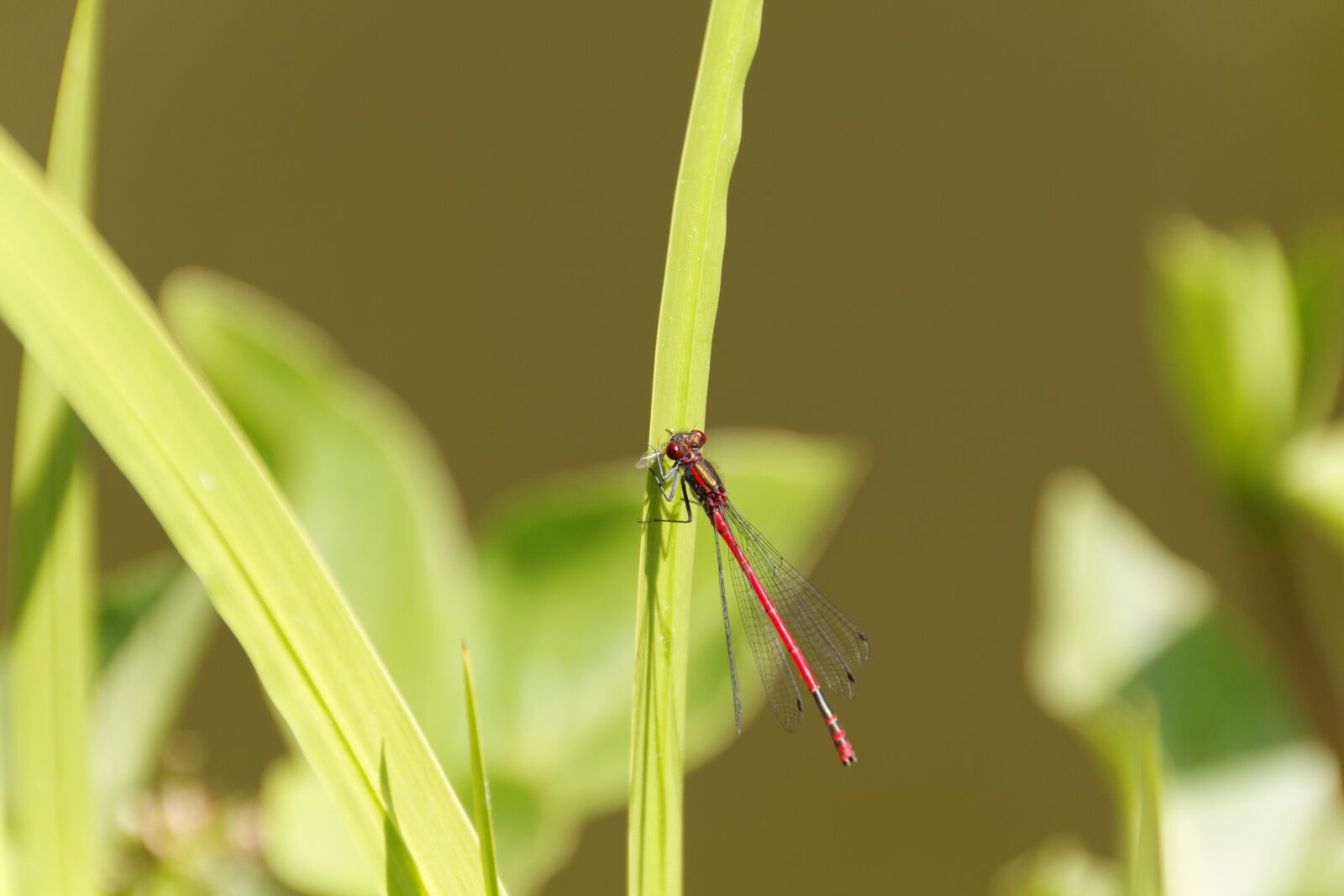 Canon EOS 550D (EOS Rebel T2i / EOS Kiss X4) sample photo. Dragonfly, macro, insect photography