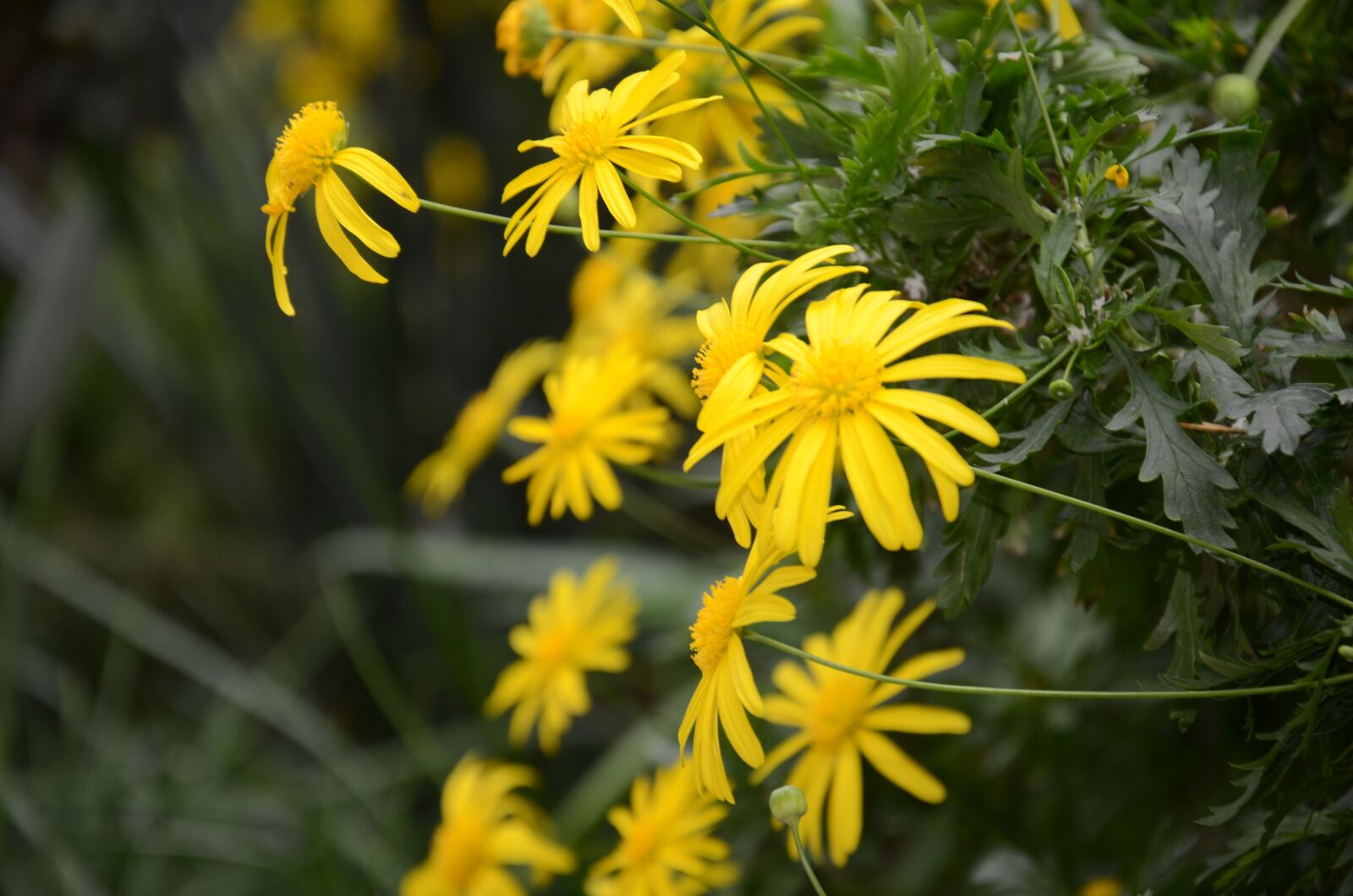 Nikon D7000 sample photo. Flower, the leaves, spike photography