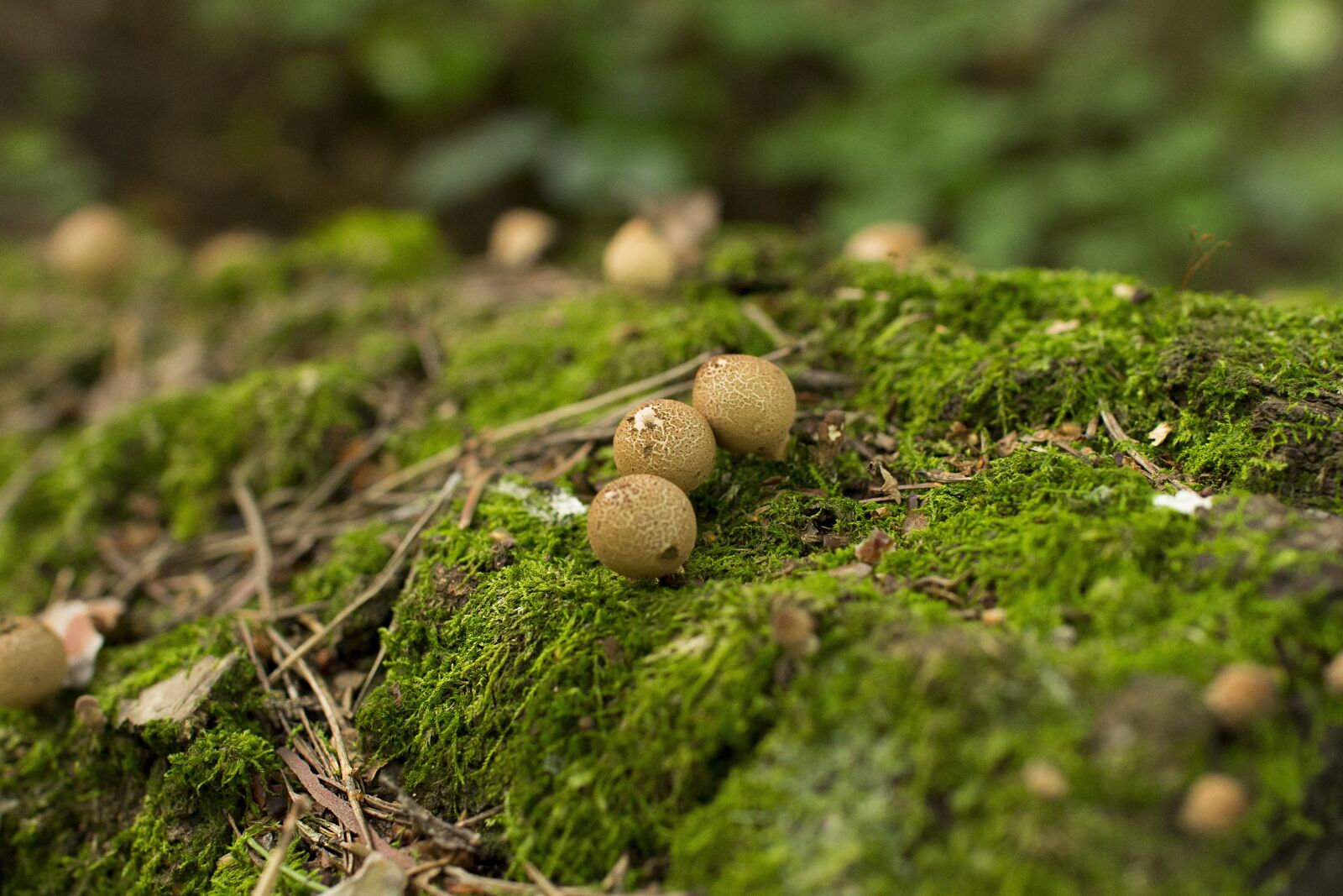 Canon EOS 60D sample photo. Mushrooms, moss, stump photography