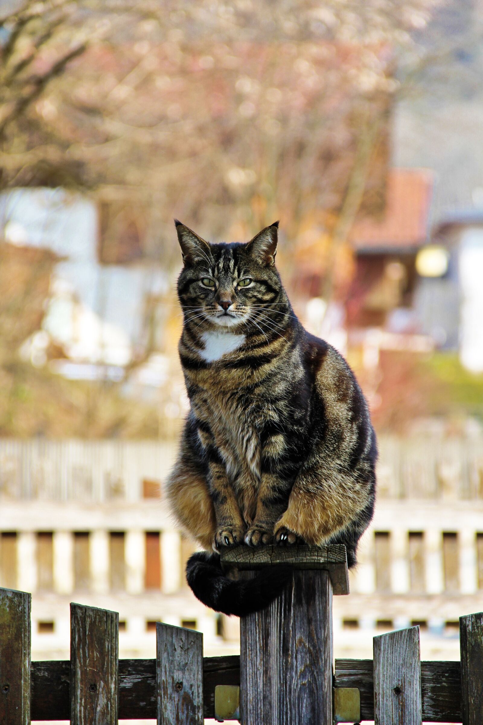 Canon EOS 60D sample photo. Cat, domestic cat, mackerel photography