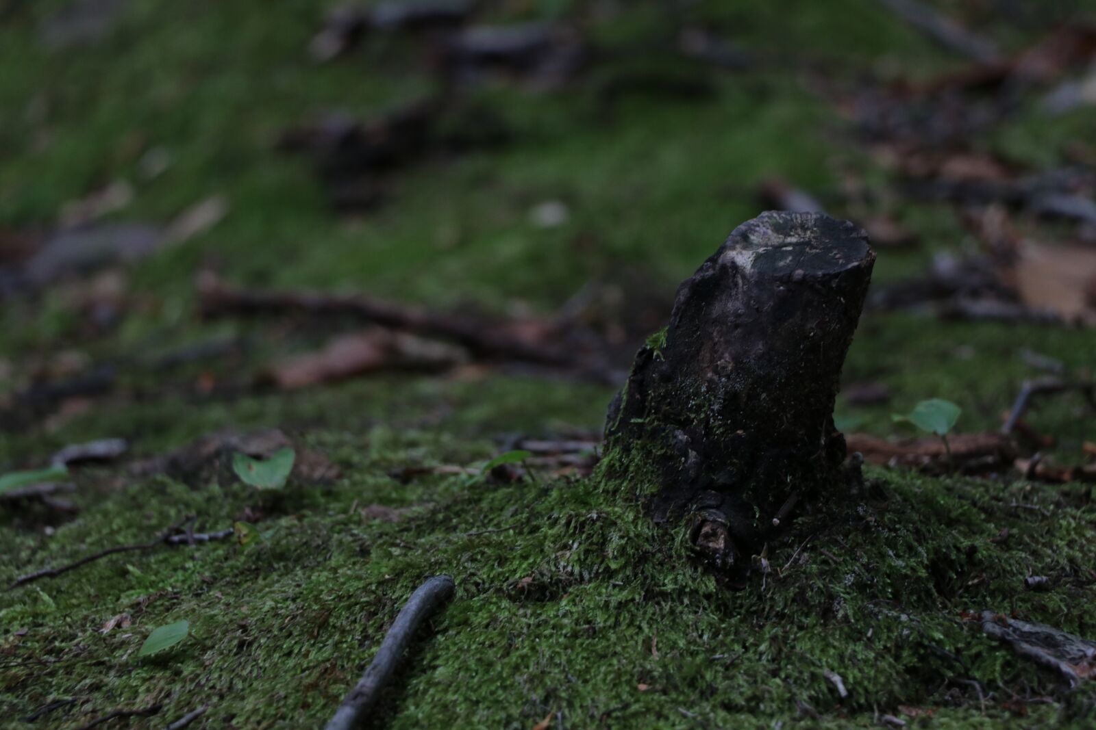 Canon EF-S 18-135mm F3.5-5.6 IS USM sample photo. Earth, stump, tree photography