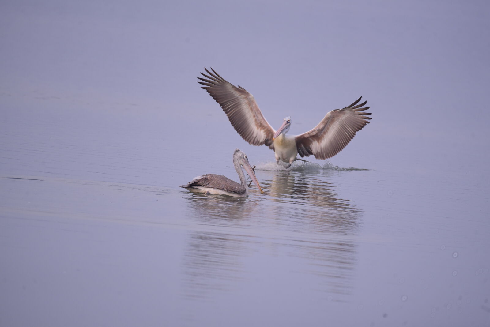 Nikon D750 sample photo. Pelican, landing photography