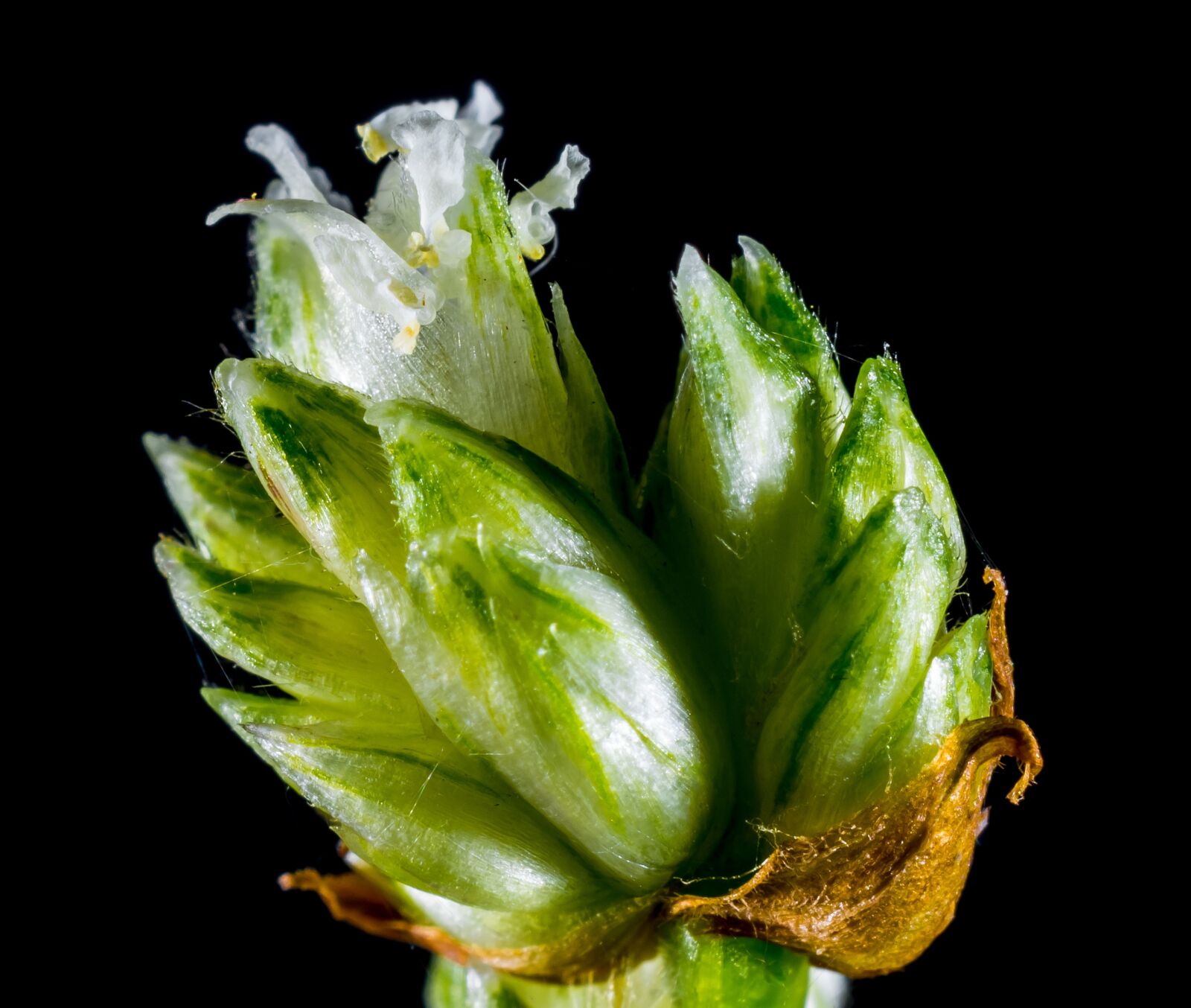 Nikon D5200 sample photo. Small flower, wild flower photography