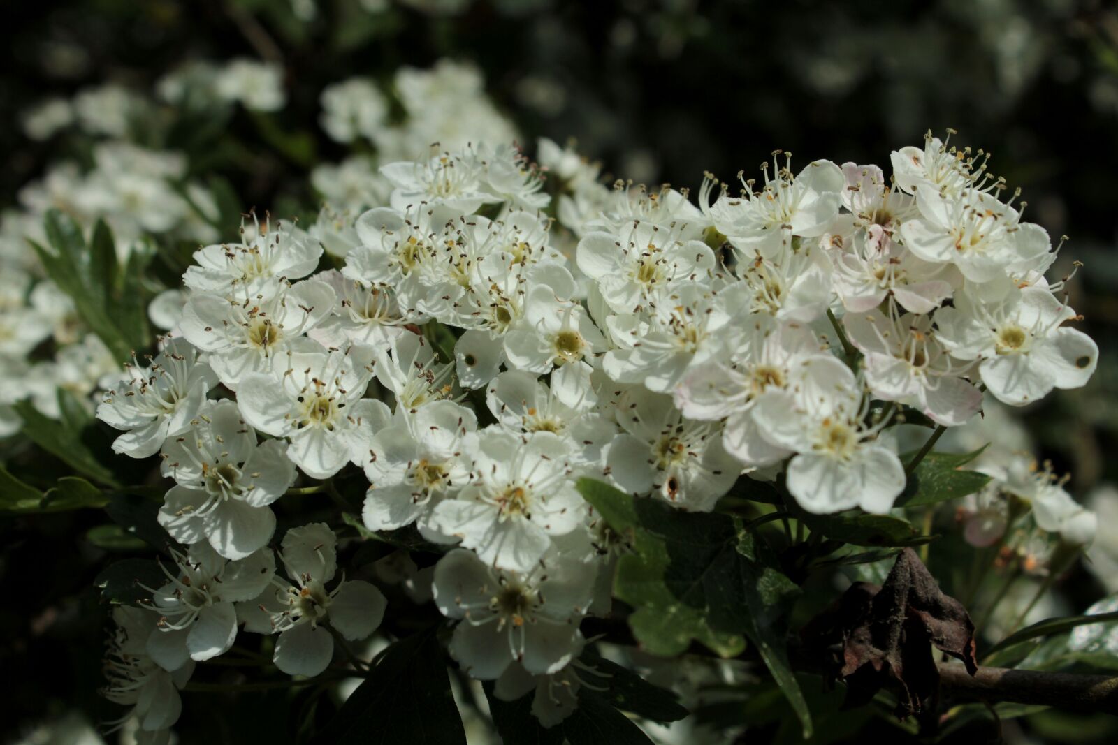 Canon EOS 600D (Rebel EOS T3i / EOS Kiss X5) sample photo. Blackthorn, blossom, spring photography