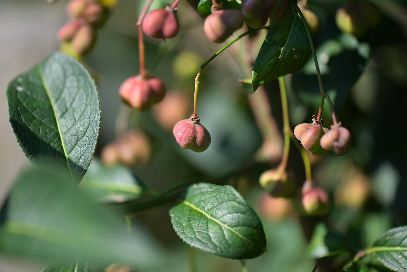 Nikon D610 sample photo. Bush, spindle, fortunei photography