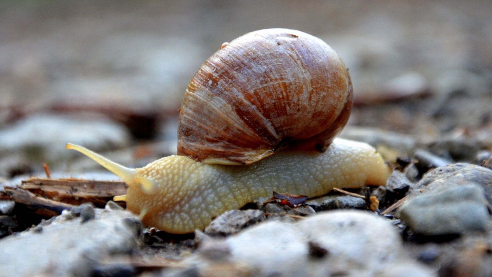 Nikon D5100 sample photo. Snail, animal, mollusk photography
