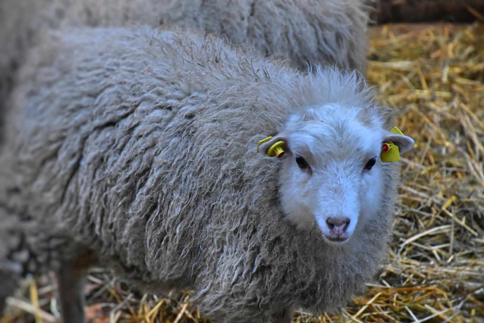 Nikon D7200 sample photo. Sheep, wool, cattle photography