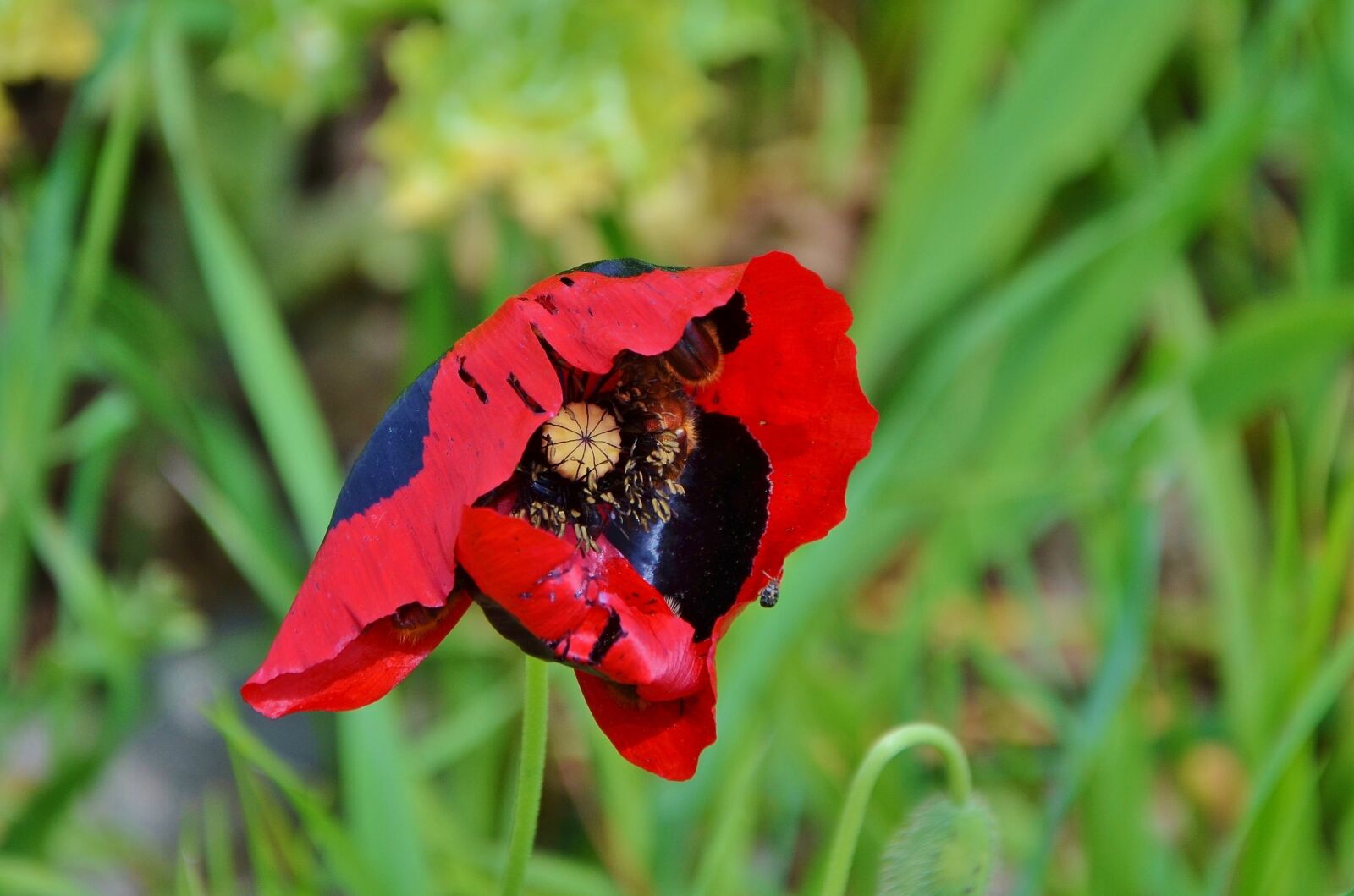 Nikon D7000 sample photo. Red, flower, natur photography