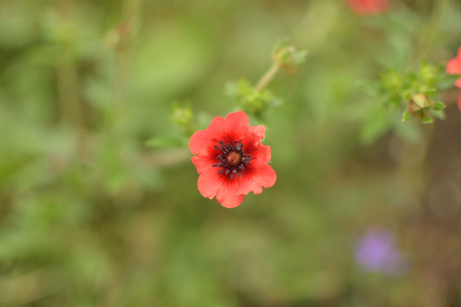 Nikon D5300 sample photo. Close up, ground cover photography