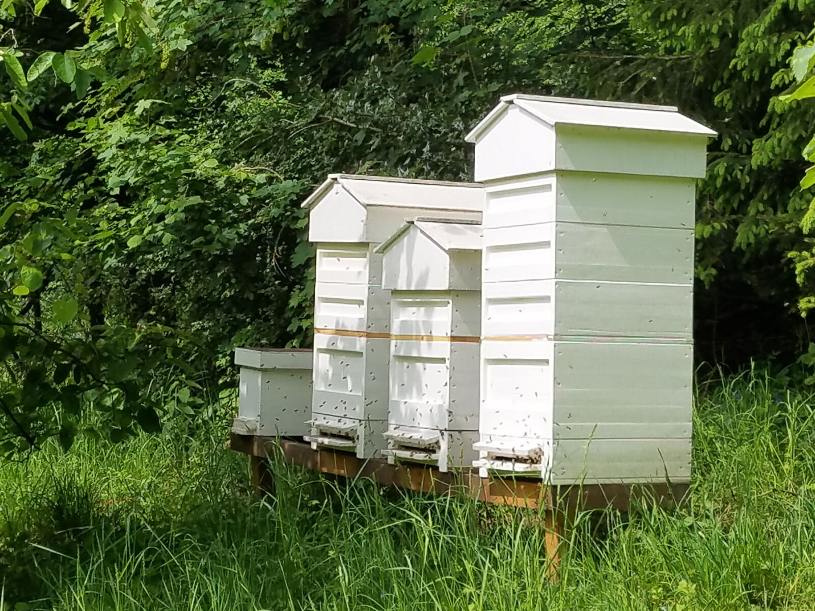 Samsung Galaxy S7 sample photo. Bee houses, beekeeper, honey photography
