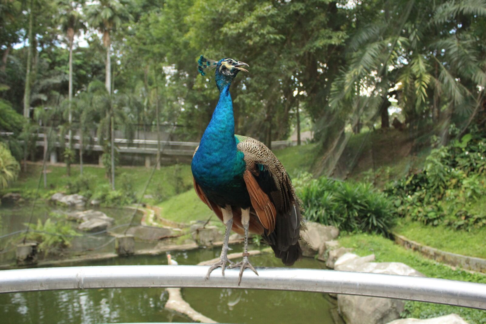 Canon EOS 1200D (EOS Rebel T5 / EOS Kiss X70 / EOS Hi) sample photo. Bird, peacock, colorful photography