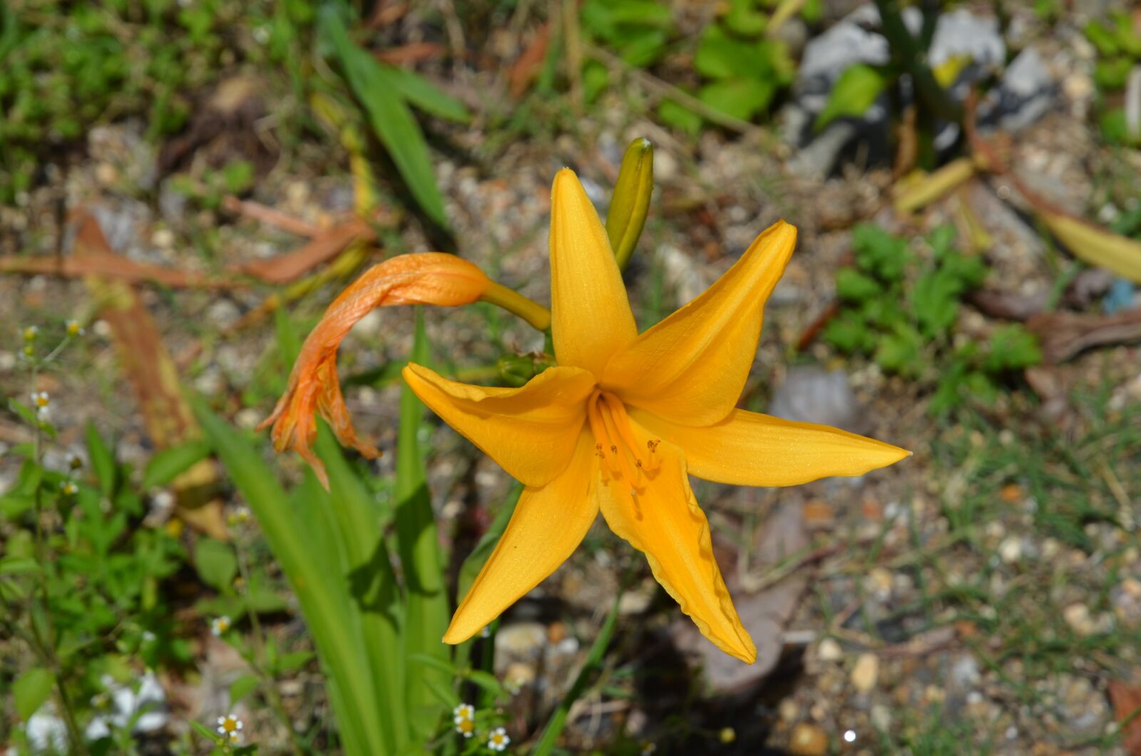 Nikon D7000 sample photo. Flower, plant, bloom photography