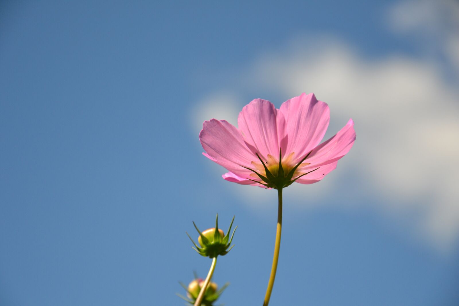 Nikon D3100 sample photo. Cosmea, flower, plant photography