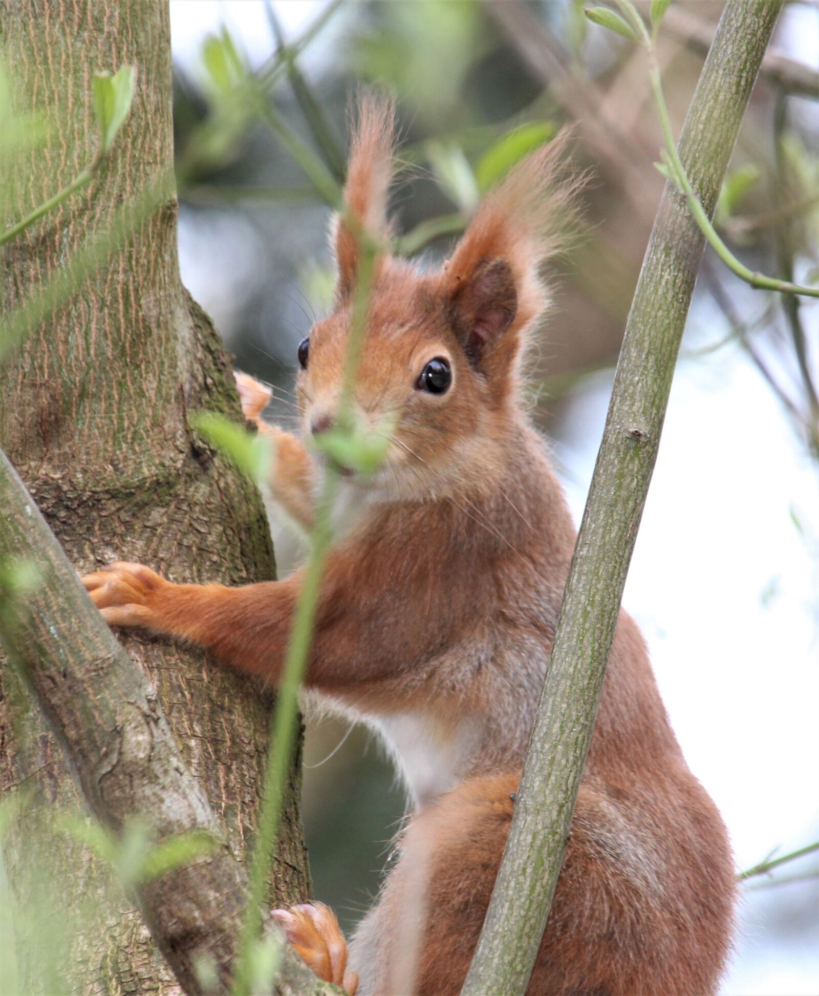 Canon EF-S 55-250mm F4-5.6 IS STM sample photo. Mammal, nature, cute photography