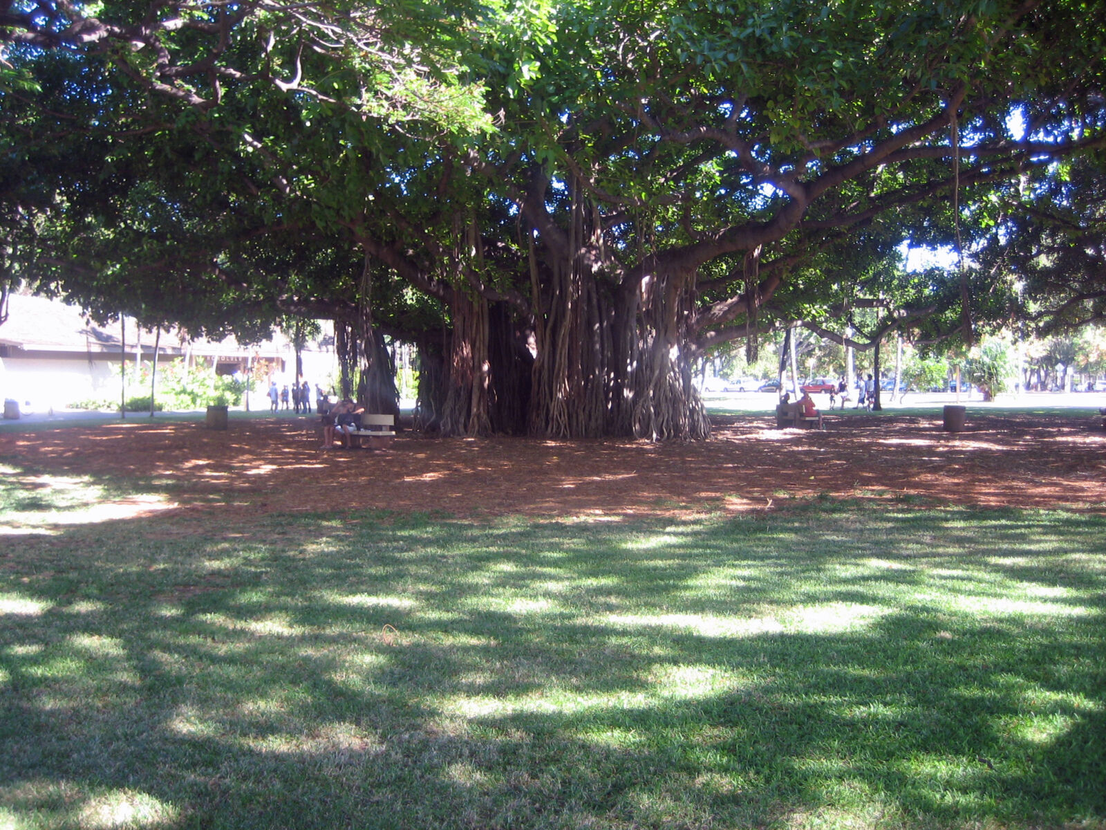 Canon POWERSHOT SD450 sample photo. Banyan, banyan, tree, hawaii photography