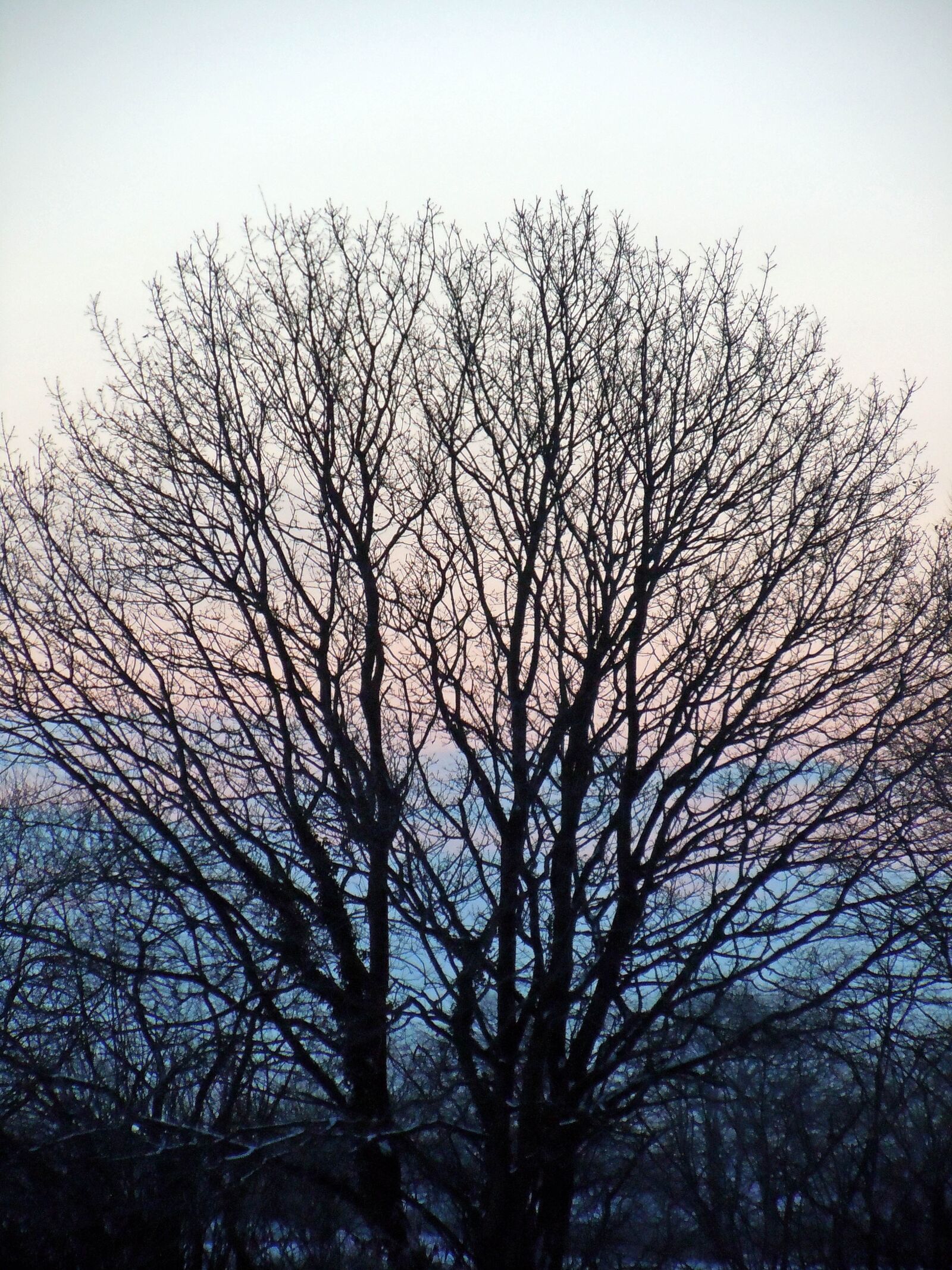 Nikon Coolpix S8000 sample photo. Tree, sunrise, nature photography