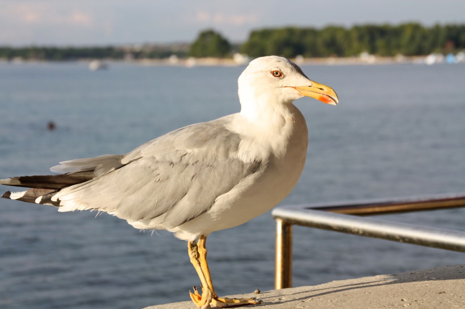 Canon EOS 450D (EOS Rebel XSi / EOS Kiss X2) sample photo. Seagull, bird, sea photography